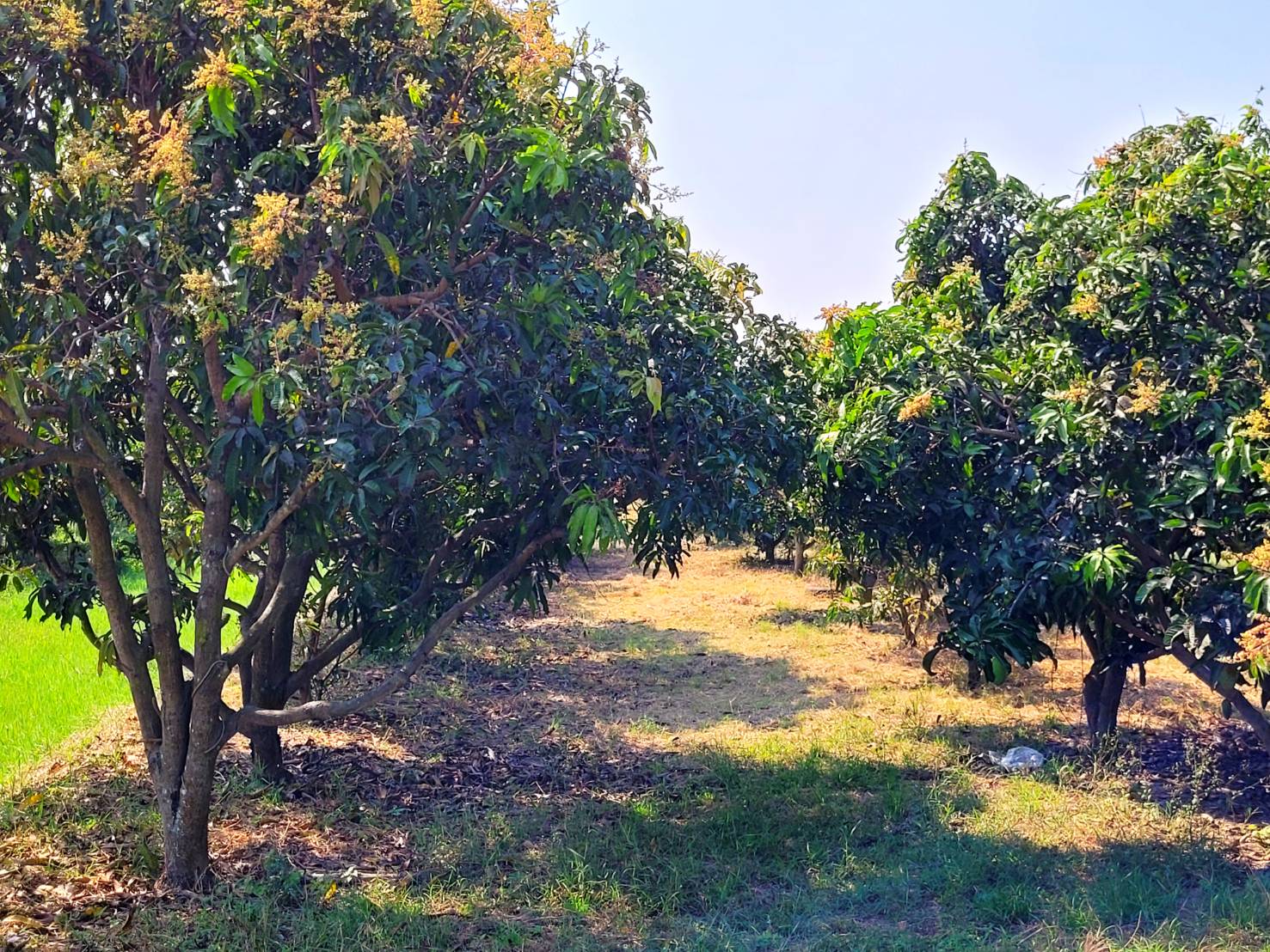 💰ขายแล้ว💰ขายบ้านเดี่ยวบ้านสวน พร้อมสวนมะม่วงน้ำดอกไม้สีทอง เนื้อที่ 2 ไร่ 3 งาน 72 ตรว ต.สนามคลี อ.เมือง จ.สุพรรณบุรี . ติดถนนลาดยาง หน้ากว้าง 24 เมตร ลึกยาว 200 เมตร 🍁มะม่วงน้ำดอกไม้สีทองประมาณ 250 ต้น อา