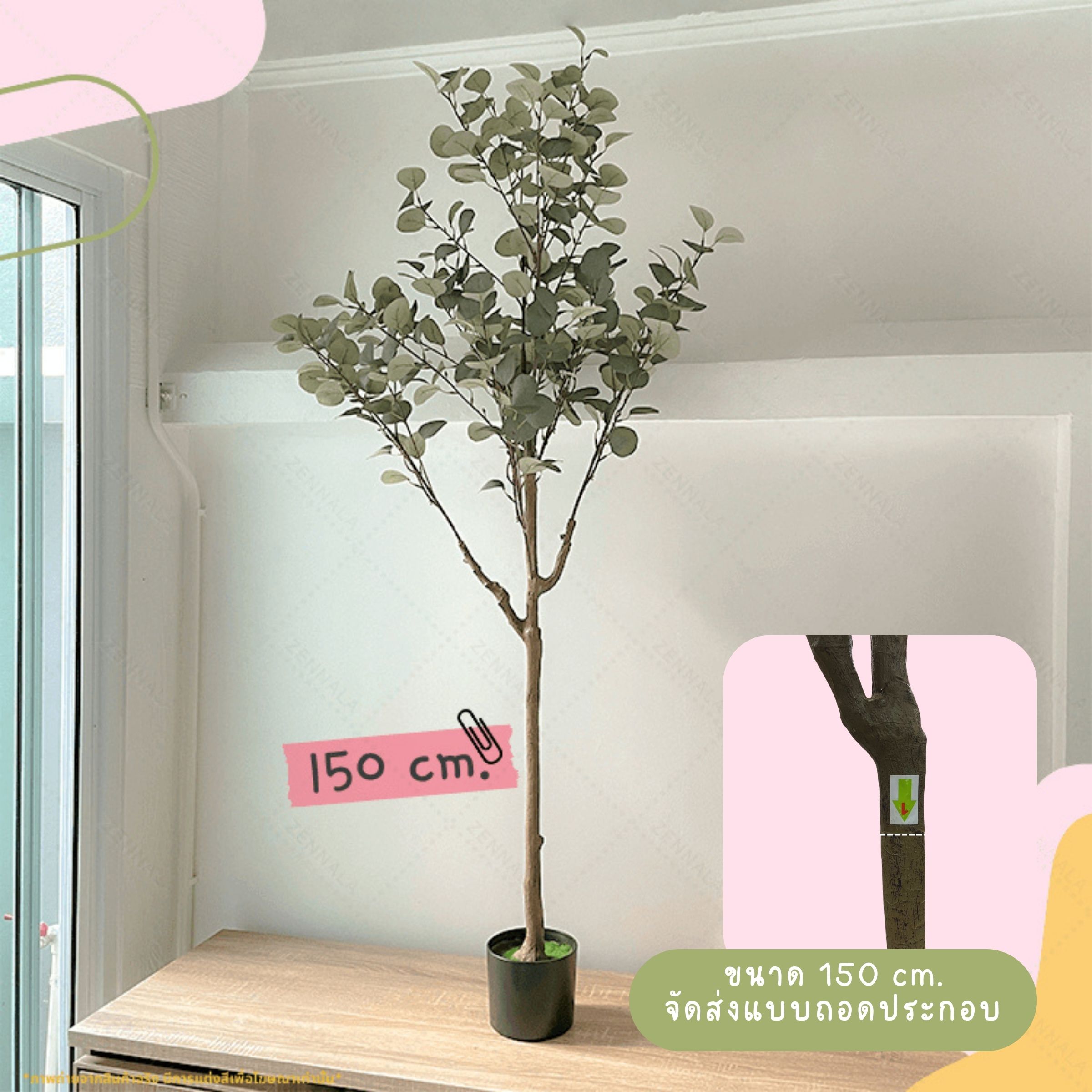 ต้นยูคาลิปตัส ใบกลม Eucalyptus Tree