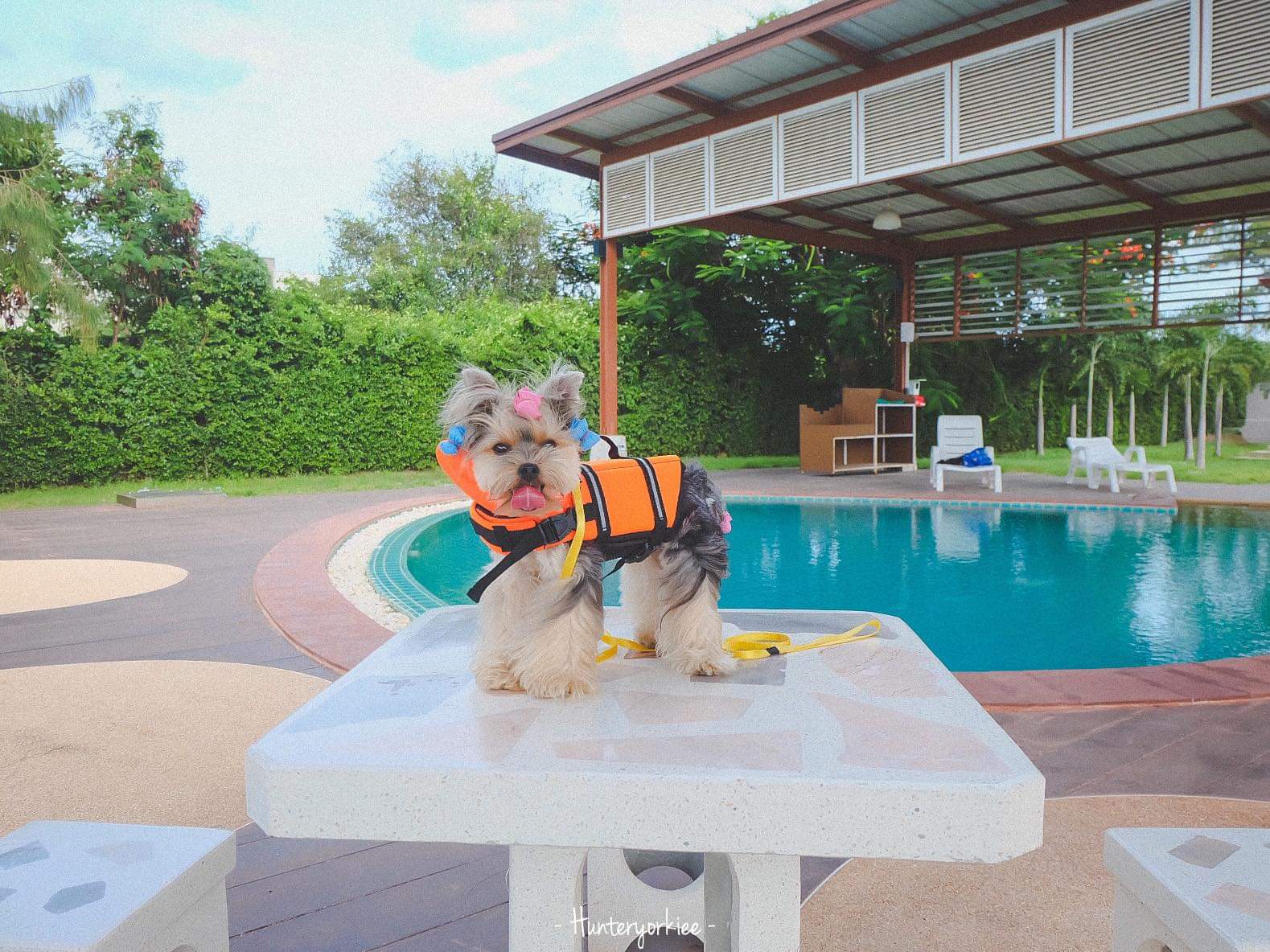 เสื้อชูชีพสุนัข Dogtalog แบบมีรองคอถอดได้ : สีส้ม