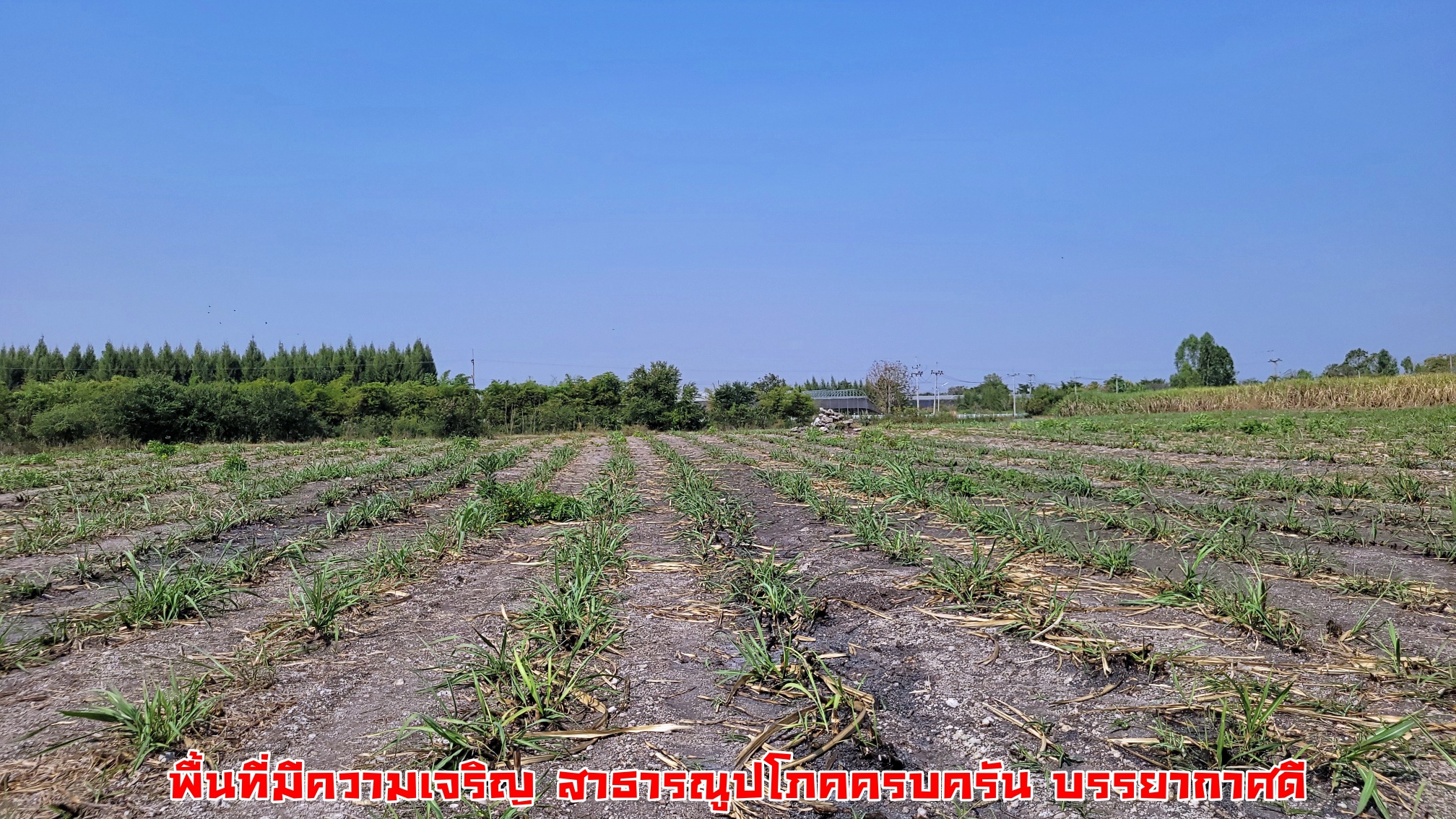 #ขายแล้ว ขายที่ดินแปลงสวย วิวภูเขา ติดถนนลาดยาง ทางสาธารณะ 2 ด้าน ใกล้สถานที่ท่องเที่ยว ตลาดสีเขียว ณ สวนสวรรค์สุพรรณบุรี ทุ่งทานตะวัน ทุ่งดอกกระเจียว ต.พลับพลาชัย อ.อู่ทอง จ. สุพรรณบุรี เนื้อที่ 25 ไร่ ไร่ละ 300,000 บ.