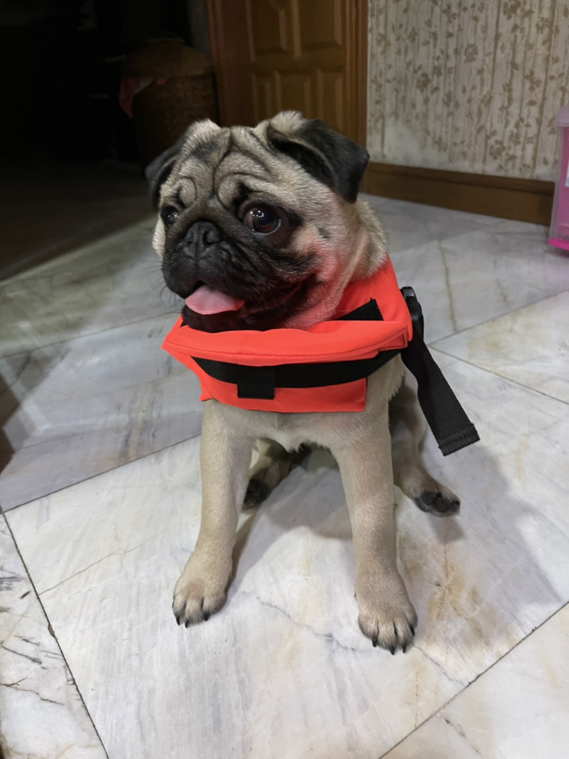 เสื้อชูชีพสุนัข Dogtalog แบบมีรองคอถอดได้ : สีส้ม