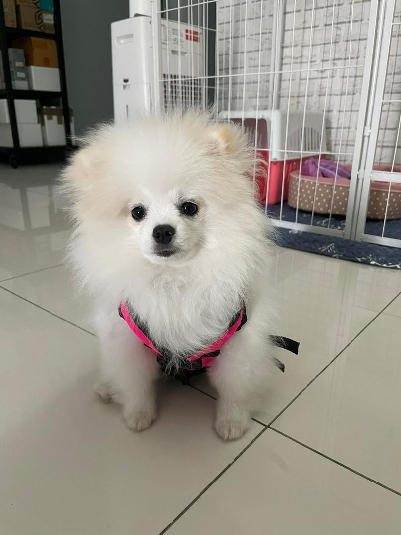 เสื้อชูชีพสุนัขแบบเสื้อกล้าม : สีชมพู