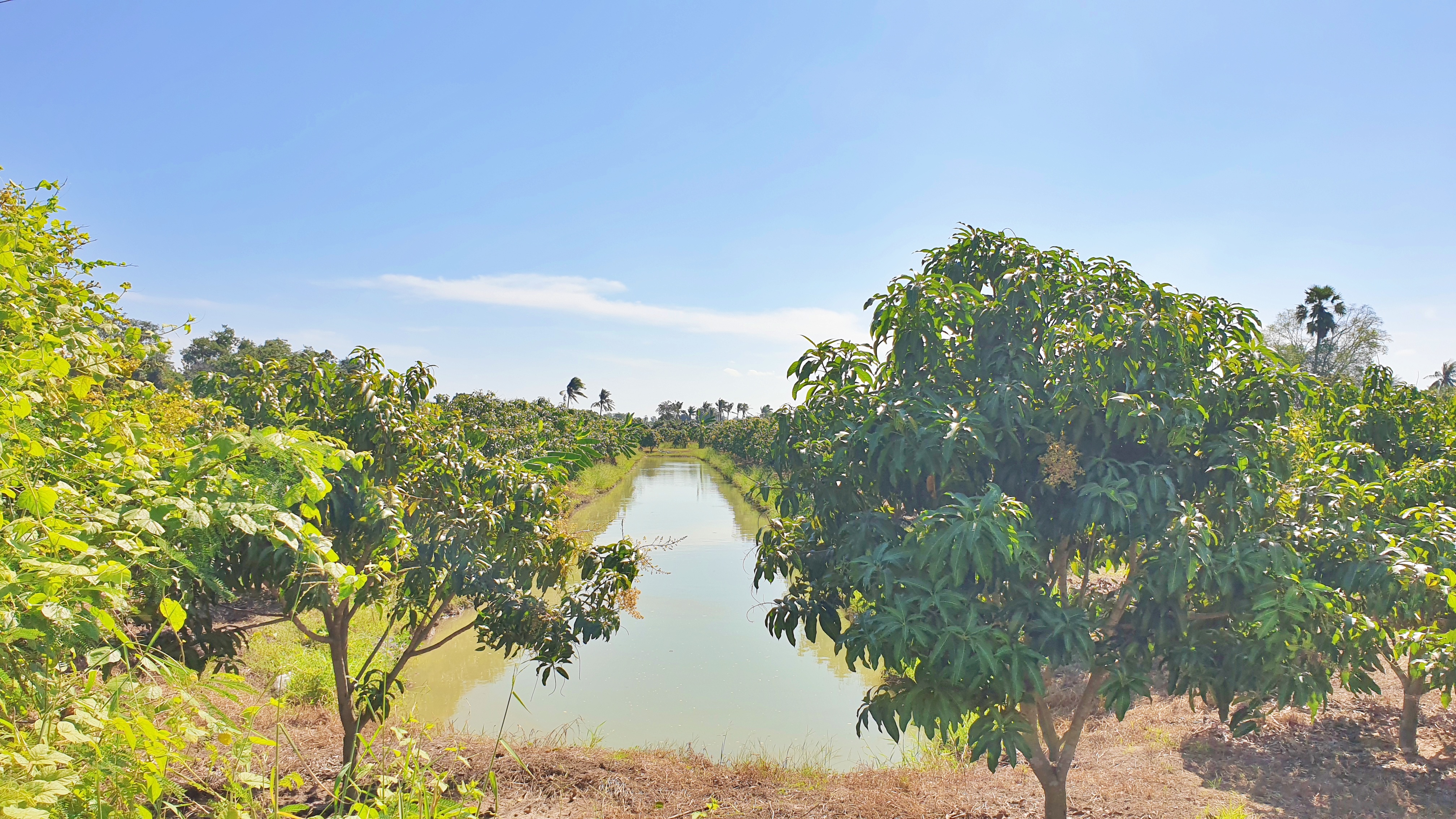 💰ขายแล้ว💰ขายสวนมะม่วงน้ำดอกไม้สีทอง เนื้อที่ 3 ไร่ ขายยกแปลง 1,600,000 รวมค่าโอน+ภาษี แปลงสวยมาก ติดถนนลาดยาง มะม่วงสวยดูแลอย่างดี ต.สนามคลี อ.เมือง จ.สุพรรณบุรี