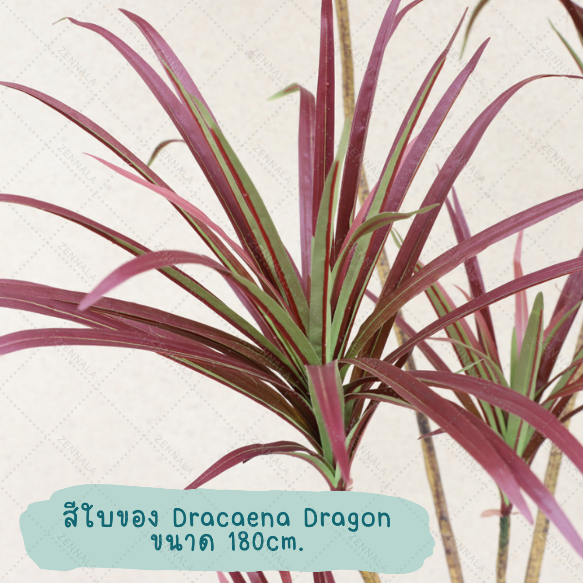 ต้น Dracaena Dragon Tree ต้นมังกร 130cm / 150cm / 180cm