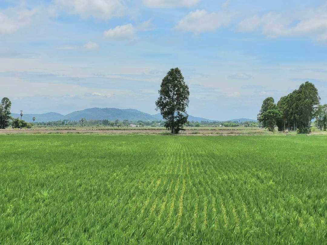 💰ติดทรัพย์💰ขายที่ดินแปลงสวย ทำเลทอง ติดถนนสี่เลน อ.อู่ทอง จ.สุพรรณบุรี เนื้อที่ 4-3-66 ไร่ ไร่ละ 1.4 ล้าน หน้ากว้างติดถนน 47 เมตร ลึก 185 เมตร ทำเลดี ที่สวย อยู่ใกล้สถานที่ท่องเที่ยวหลายแห่งในเมืองสุพรรณ