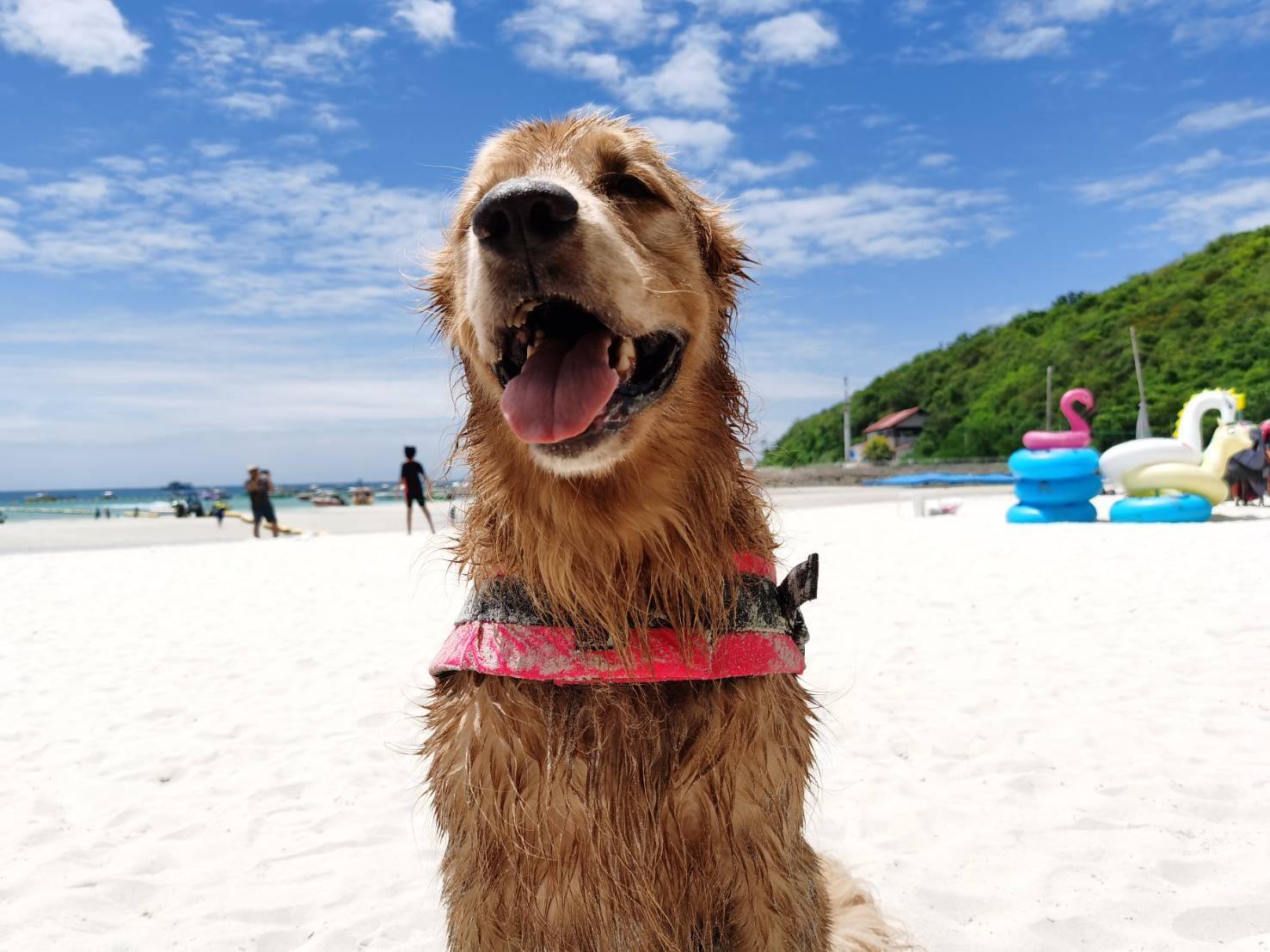 เสื้อชูชีพสุนัข Dogtalog เบอร์ XXL