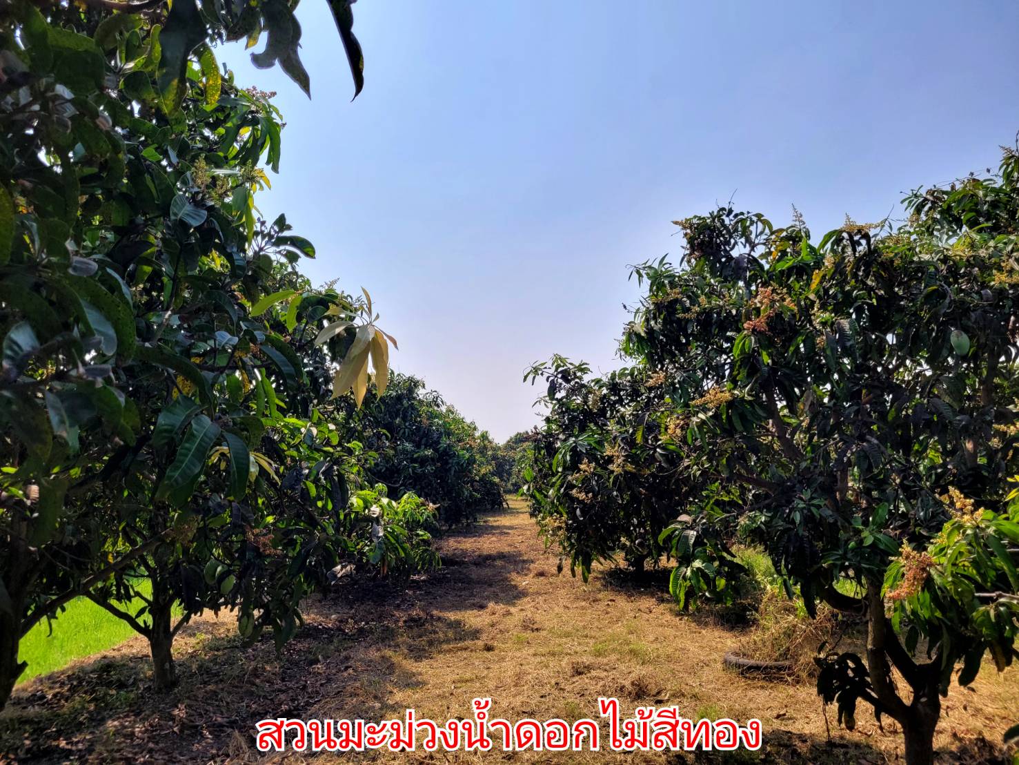 💰ขายแล้ว💰ขายบ้านเดี่ยวบ้านสวน พร้อมสวนมะม่วงน้ำดอกไม้สีทอง เนื้อที่ 2 ไร่ 3 งาน 72 ตรว ต.สนามคลี อ.เมือง จ.สุพรรณบุรี . ติดถนนลาดยาง หน้ากว้าง 24 เมตร ลึกยาว 200 เมตร 🍁มะม่วงน้ำดอกไม้สีทองประมาณ 250 ต้น อา