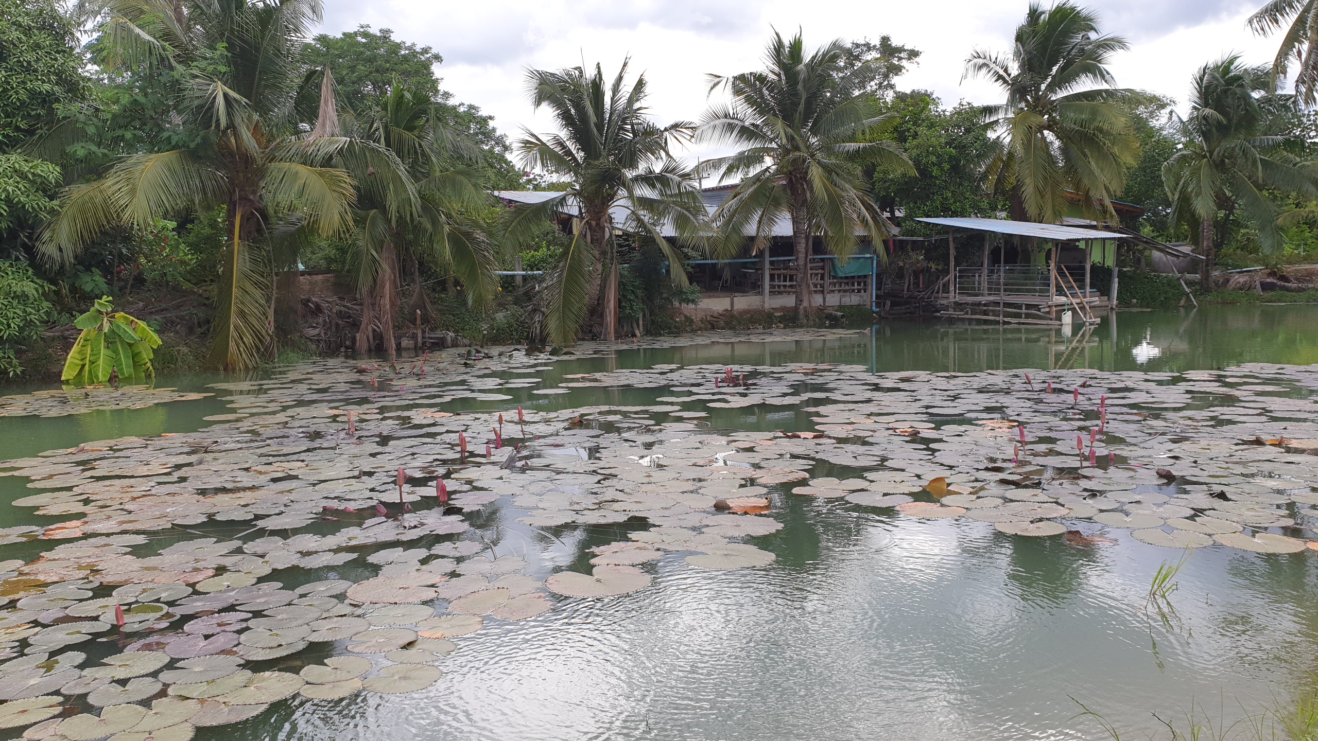 💰ขายแล้ว💰ขายที่ดินสวนมะพร้าวน้ำหอม อ.อู่ทอง จ.สุพรรณบุรี เนื้อที่ 20 ไร่ พร้อมบ้านสวยพร้อมอยู่ ขายยกแปลง 12 ล้าน บรรยากาศดี สงบ ร่มรื่น น้ำท่า อุดมสมบูรณ์
