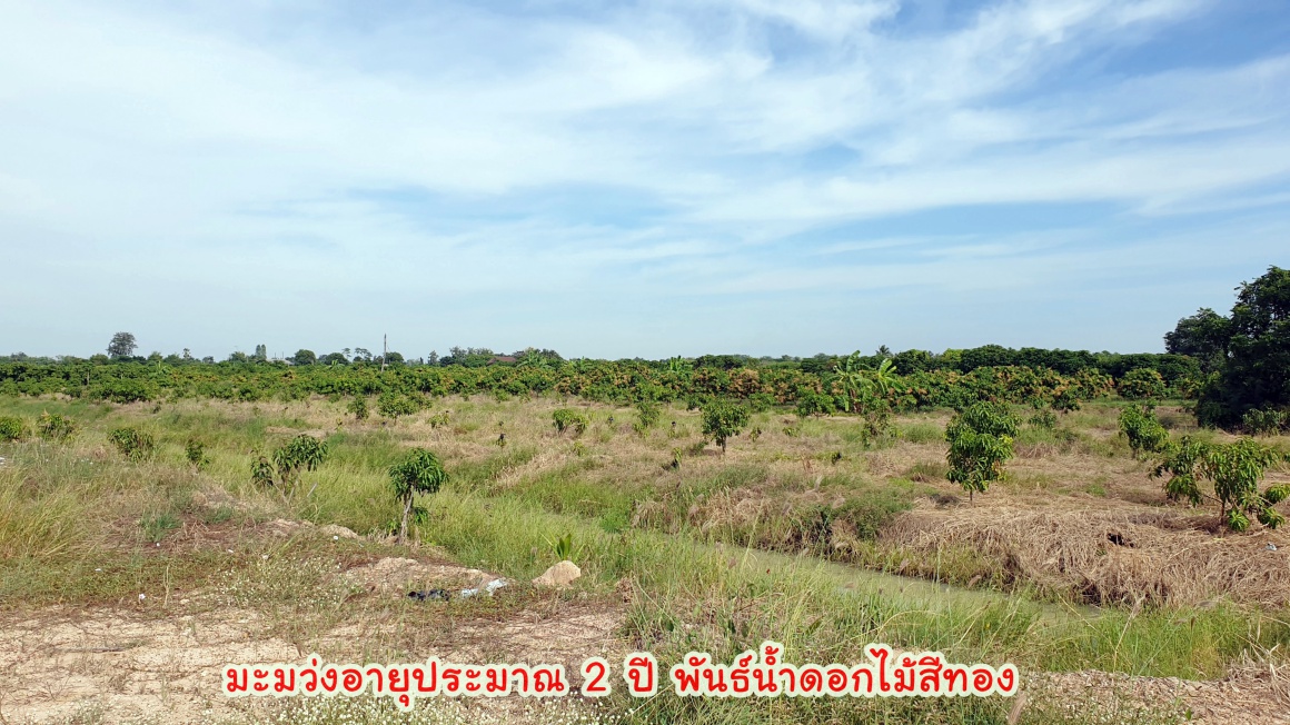 💰ติดทรัพย์💰ขายสวนมะม่วงน้ำดอกไม้สีทอง 6 ไร่ 3 งาน 70 ตารางวา ขายยกแปลง 4.8 ล้าน อ.เมือง จ.สุพรรณบุรี หน้ากว้างติดถนน 64 เมตร ลึก 172 เมตร ที่ดินติดถนนลาดยางทางหลวงชนบท 3006