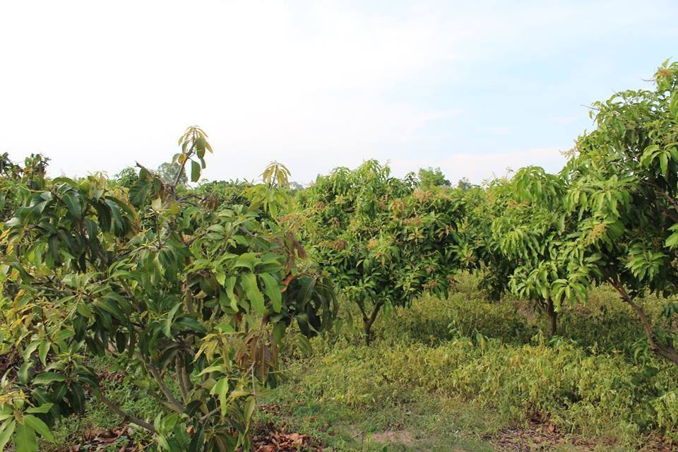 ð°āļāļēāļĒāđāļĨāđāļ§ð°āļāļēāļĒāļāļĩāđāļāļīāļāļŠāļ§āļāļĄāļ°āļĄāđāļ§āļ āļ.āđāļĄāļ·āļāļ āļ.āļŠāļļāļāļĢāļĢāļāļāļļāļĢāļĩ āđāļāļ·āđāļāļāļĩāđ 10-0-22 āđāļĢāđ āļāļēāļĒāđāļĢāđāļĨāļ° 5 āđāļŠāļ āļāđāļēāļāļŦāļāđāļēāļāļīāļāļāļāļāļāļēāļāļŦāļĨāļ§āļāļāļāļāļ 3006 āļāļĩāđāļŠāļ§āļĒ āļŦāļāđāļēāļāļ§āđāļēāļāļāļīāļāļāļāļ 85 āđāļĄāļāļĢ ðāļāđāļēāļāļŦāļĨāļąāļāļāļāļāļŠāļēāļāļēāļĢāļāļ°āļāļĢāļ°āđāļĒāļāļāđ āļāļ§āđāļēāļ 75 āđāļĄāļāļĢ āļĄāļ°āļĄāđāļ§āļ 800 āļāļ§āđāļēāļāđāļ āļāļēāļĒāļļ 5-6 āļāļĩ āļāļĢāđāļāļĄāđāļāđāļ