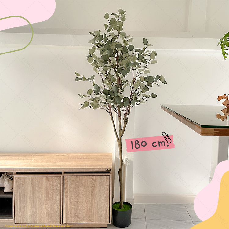 ต้นยูคาลิปตัส ใบกลม Eucalyptus Tree