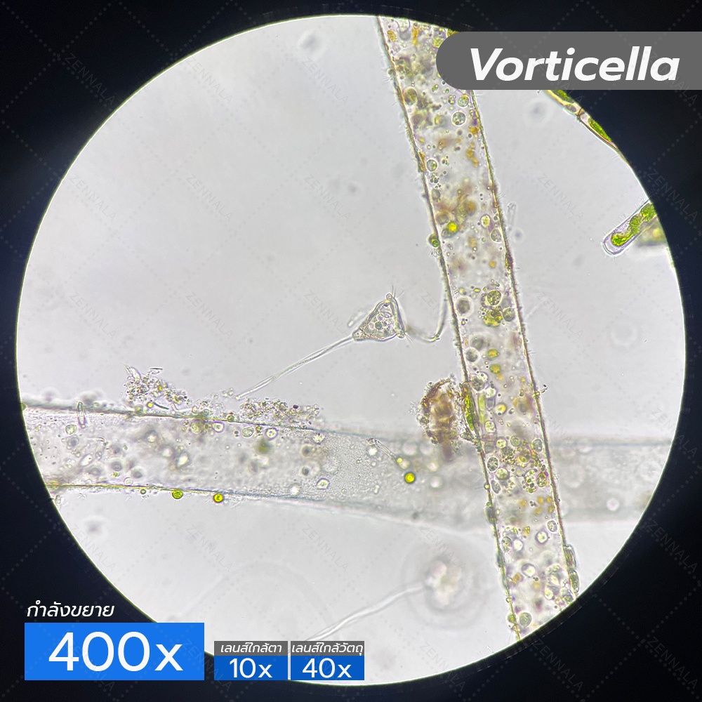 กล้องจุลทรรศน์ Trinocular 2000x ระบบ Infinity มีช่องต่อกล้อง ต่อจอเสริม รุ่น CM2000