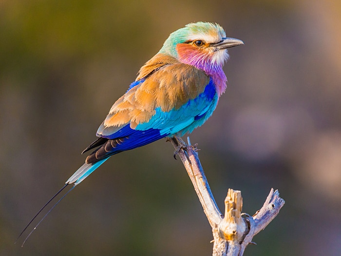 นาฬิกา Casio Baby-G Limited Love the sea and The Earth 2019 WILDLIFE PROMISING รุ่น BA-255WLP-7A ของแท้ รับประกัน1ปี