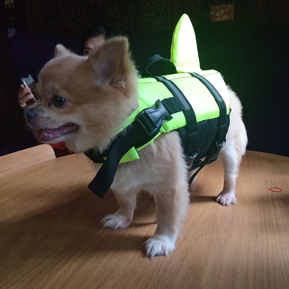 เสื้อชูชีพสุนัขแบบหางฉลาม สีเขียว