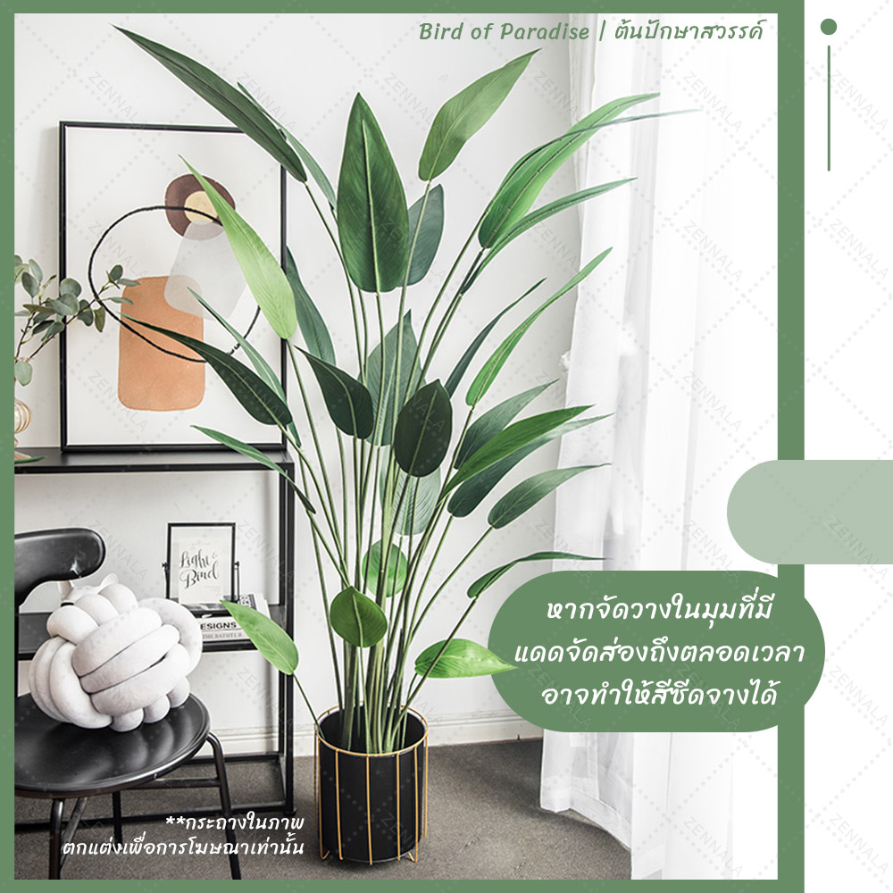 ต้น Bird of Paradise ต้นปักษาสวรรค์ พร้อมกระถางดำ มี 2 ไซส์ให้เลือก