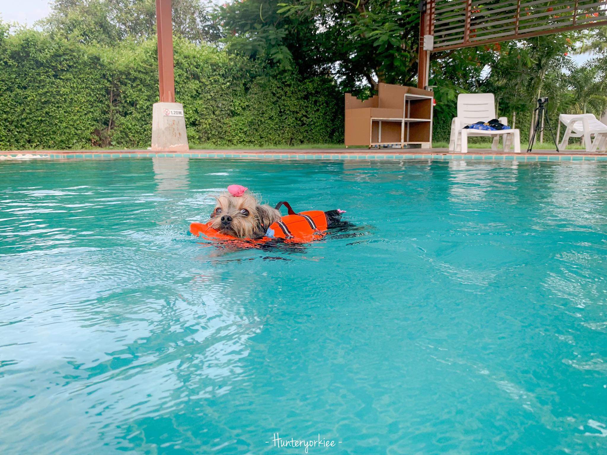 เสื้อชูชีพสุนัข Dogtalog แบบมีรองคอถอดได้ : สีส้ม