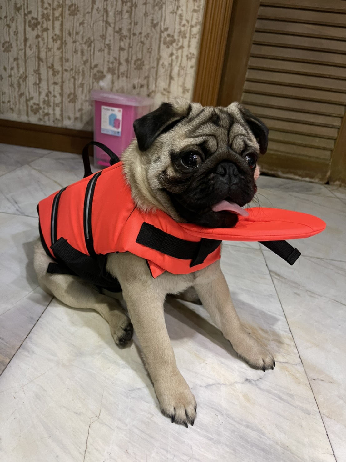 เสื้อชูชีพสุนัข Dogtalog แบบมีรองคอถอดได้ : สีส้ม