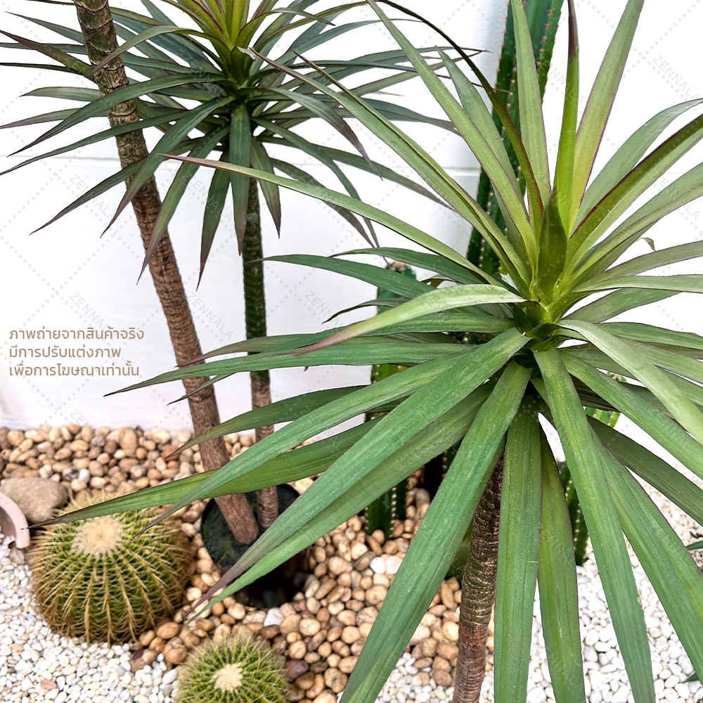 ต้น Dracaena draco ดราแคนน่า จันผาเลือดมังกร พร้อมกระถางดำ มี 2 ไซส์ให้เลือก
