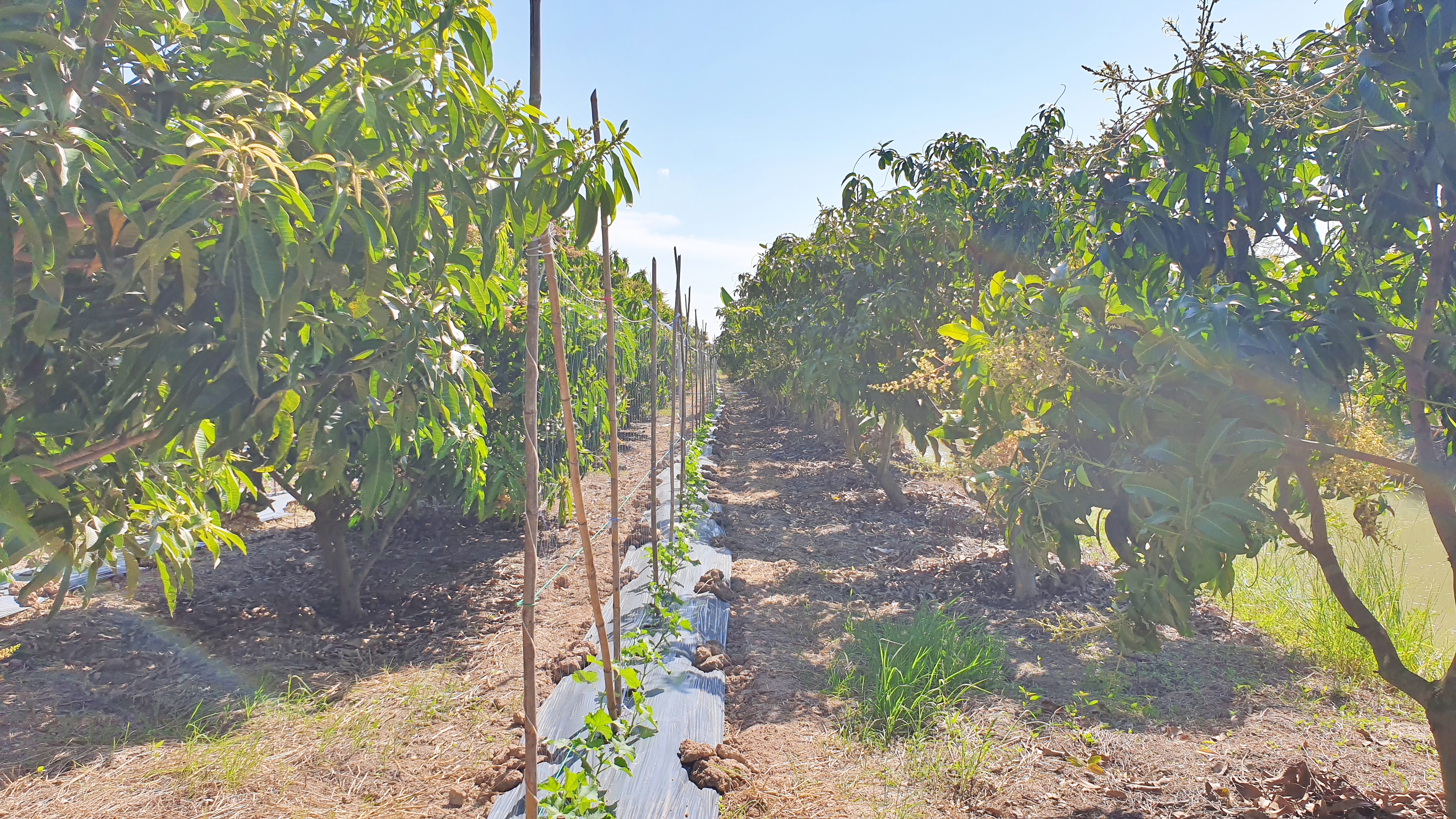 💰ขายแล้ว💰ขายสวนมะม่วงน้ำดอกไม้สีทอง เนื้อที่ 3 ไร่ ขายยกแปลง 1,600,000 รวมค่าโอน+ภาษี แปลงสวยมาก ติดถนนลาดยาง มะม่วงสวยดูแลอย่างดี ต.สนามคลี อ.เมือง จ.สุพรรณบุรี