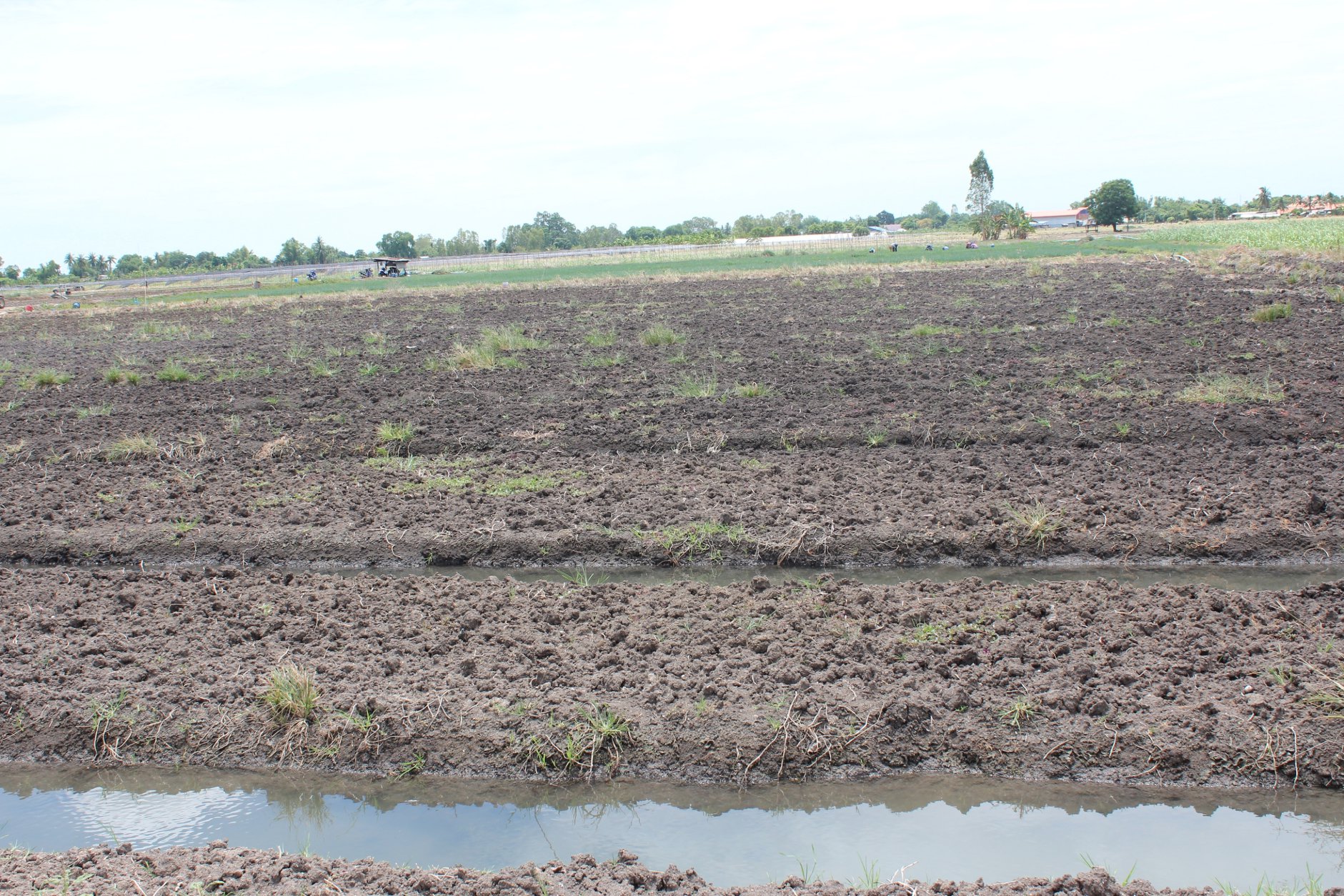 🍄ติดทรัพย์🍄ขายที่ดิน อ.อู่ทอง สุพรรณบุรี ใกล้สวนสวรรค์ ตลาดสีเขียวสุพรรณบุรี 37 ไร่ 1 งาน 93 ตรว ขายยกแปลง 9 ล้าน สถานที่ท่องเที่ยวชมพืชพันธุ์ดอกไม้ ทุ่งทานตะวัน มีถนนตัดผ่านรอบพื้นที่ ทำทางถนนรอบที่ ให้เรียบร้อย มีบ่อบาดาลในที่ 2 บ่อ มีคล