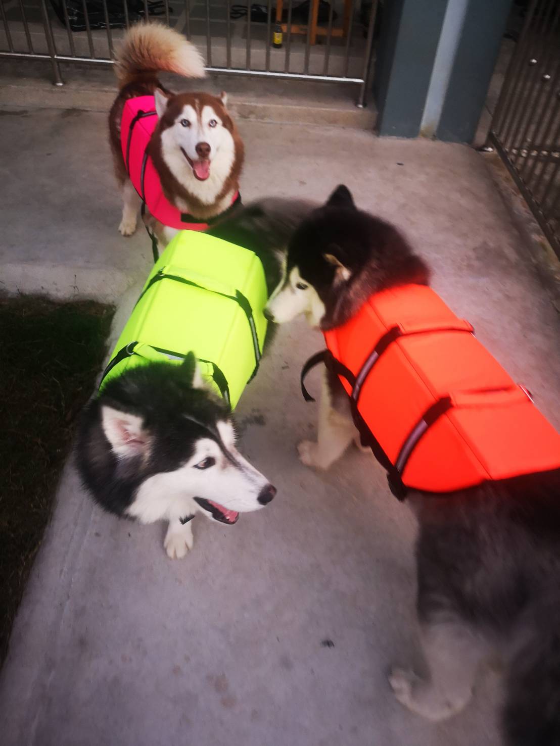 เสื้อชูชีพสุนัข Dogtalog เบอร์ XXL