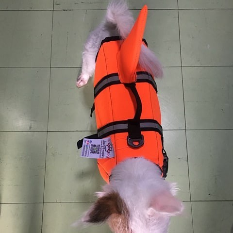 เสื้อชูชีพสุนัขแบบหางฉลาม : สีส้ม