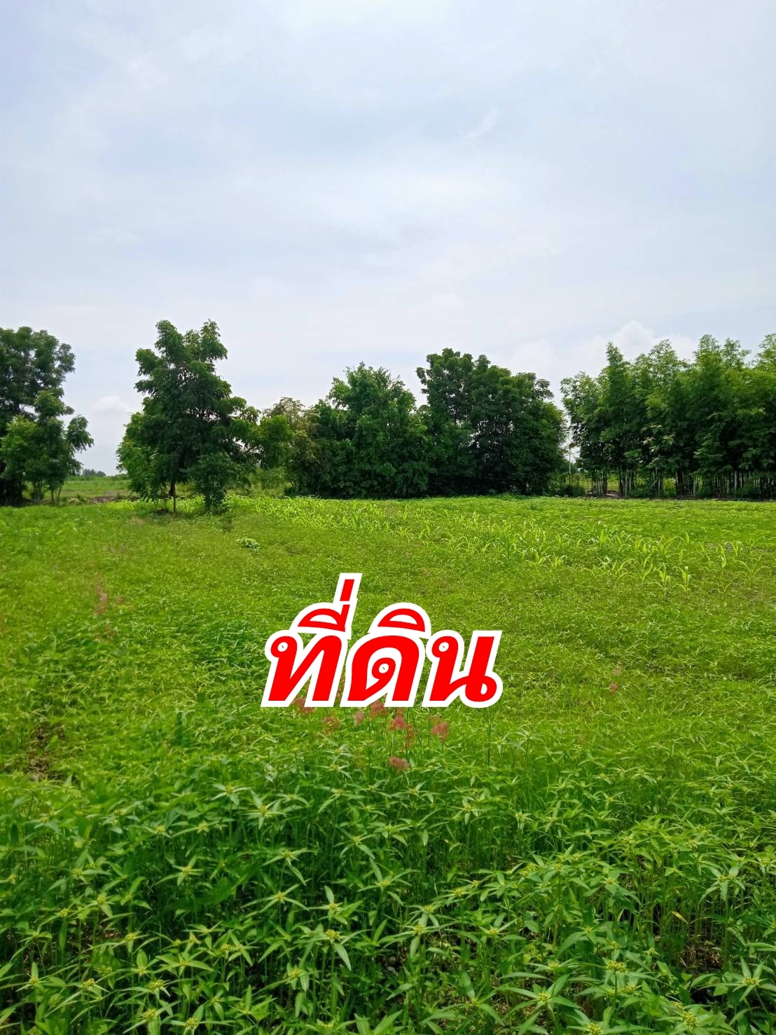 ขายด่วน! ที่ดินทำเลทอง วิวสวย ใกล้ชิดธรรมชาติ ที่ดิน 2 ไร่ บรรยากาศสุดฟิน วิวภูเขาเตะตา ไร่ละ 499,990 บาท (รวมค่าโอนและภาษีทั้งหมด) ต.พลับพลาชัย อ.อู่ทอง จ.สุพรรณบุรี ทำเลดีเยี่ยม: ติดถนนคอนกรีตขนาดกว้าง รถสวนกันได้สะดวก