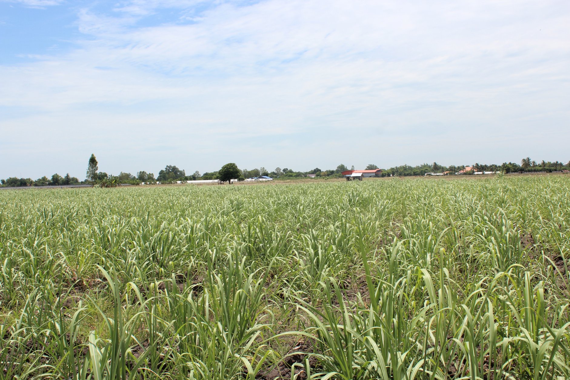 🍄ติดทรัพย์🍄ขายที่ดิน อ.อู่ทอง สุพรรณบุรี ใกล้สวนสวรรค์ ตลาดสีเขียวสุพรรณบุรี 37 ไร่ 1 งาน 93 ตรว ขายยกแปลง 9 ล้าน สถานที่ท่องเที่ยวชมพืชพันธุ์ดอกไม้ ทุ่งทานตะวัน มีถนนตัดผ่านรอบพื้นที่ ทำทางถนนรอบที่ ให้เรียบร้อย มีบ่อบาดาลในที่ 2 บ่อ มีคล