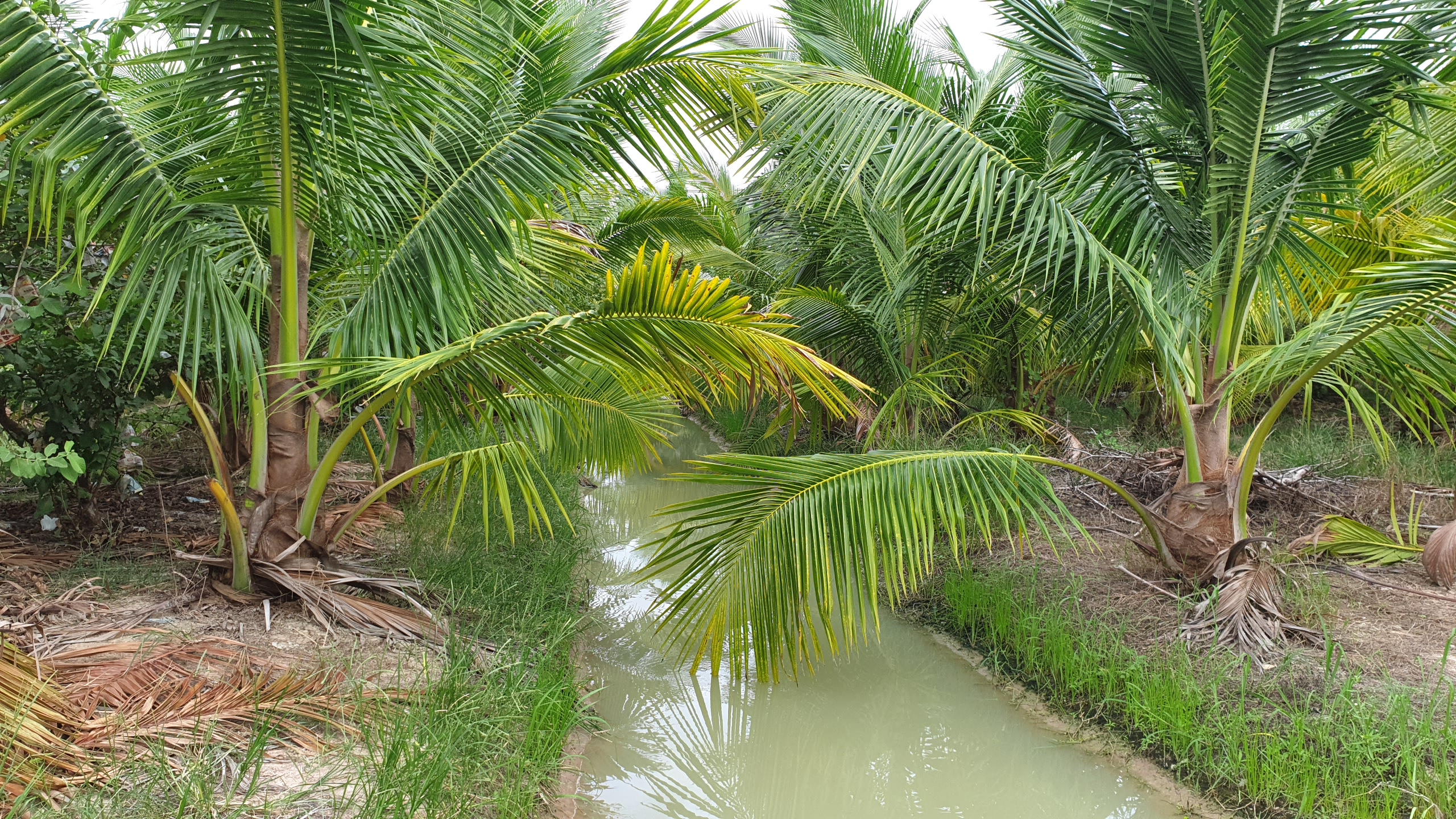 💰ขายแล้ว💰ขายที่ดินสวนมะพร้าวน้ำหอม อ.อู่ทอง จ.สุพรรณบุรี เนื้อที่ 20 ไร่ พร้อมบ้านสวยพร้อมอยู่ ขายยกแปลง 12 ล้าน บรรยากาศดี สงบ ร่มรื่น น้ำท่า อุดมสมบูรณ์