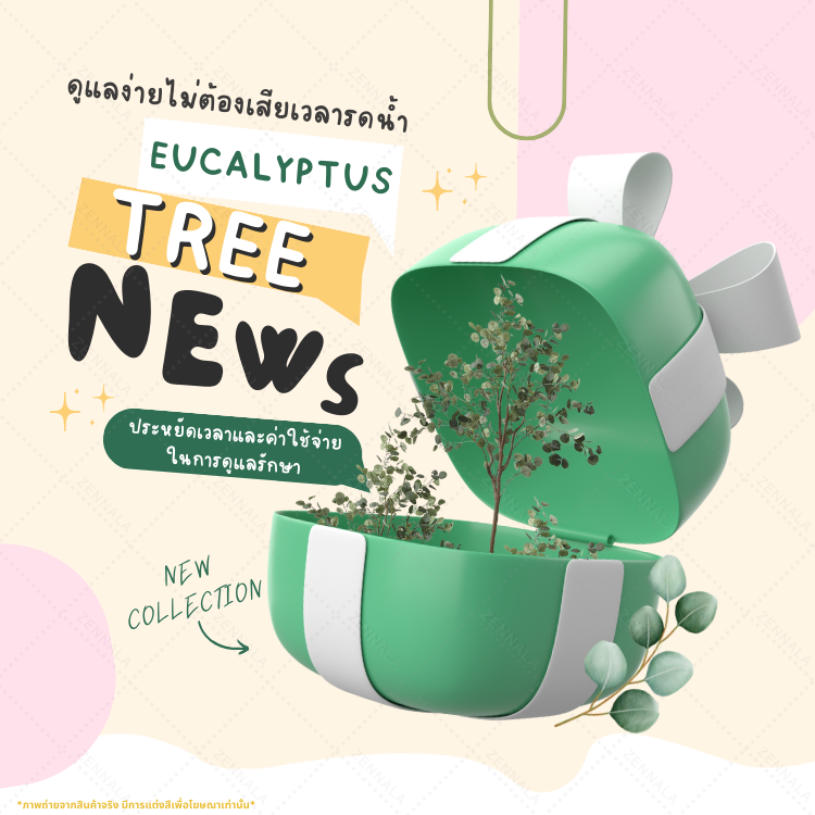 ต้นยูคาลิปตัส ใบกลม Eucalyptus Tree