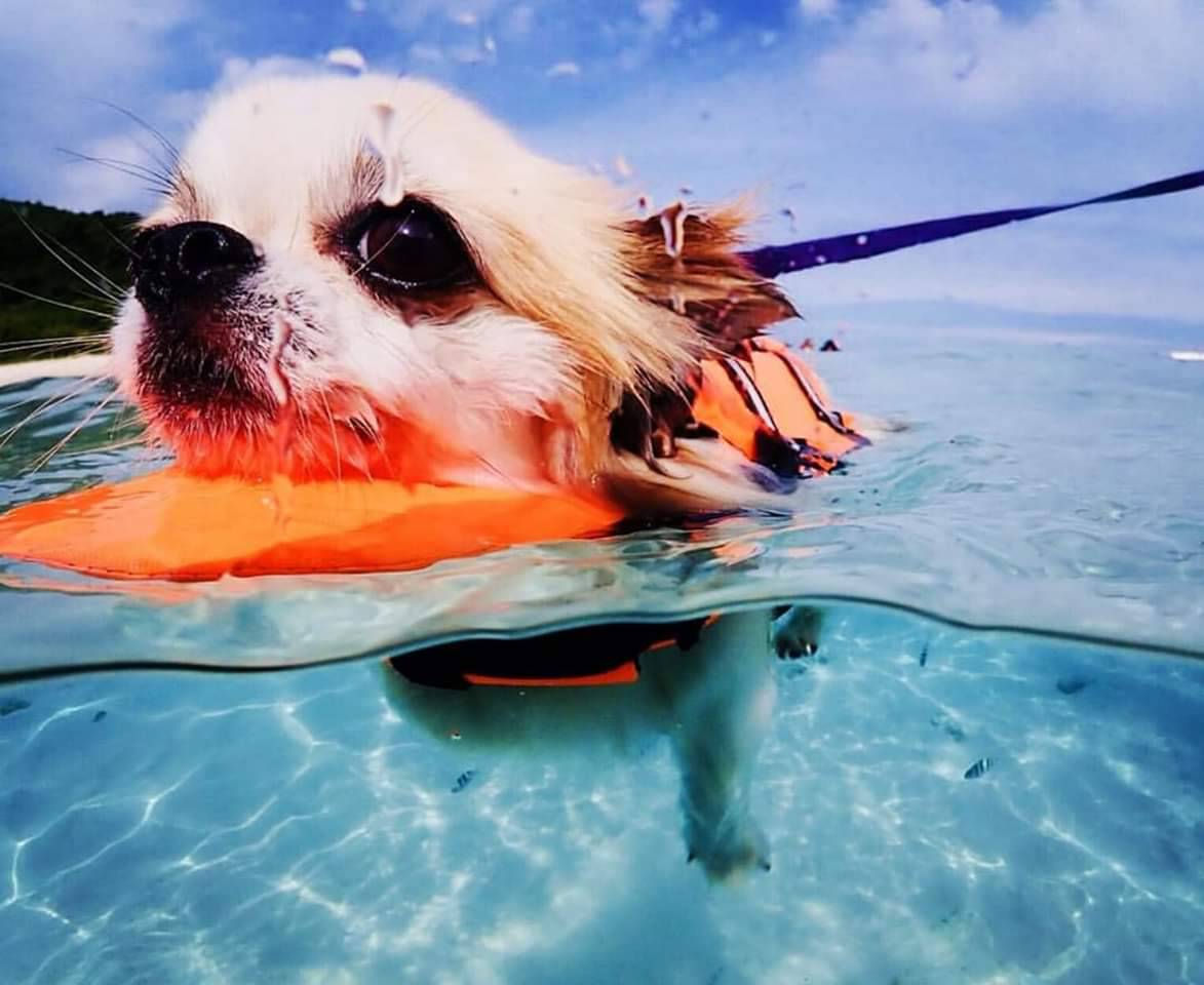 เสื้อชูชีพสุนัข Dogtalog แบบมีรองคอถอดได้ : สีส้ม