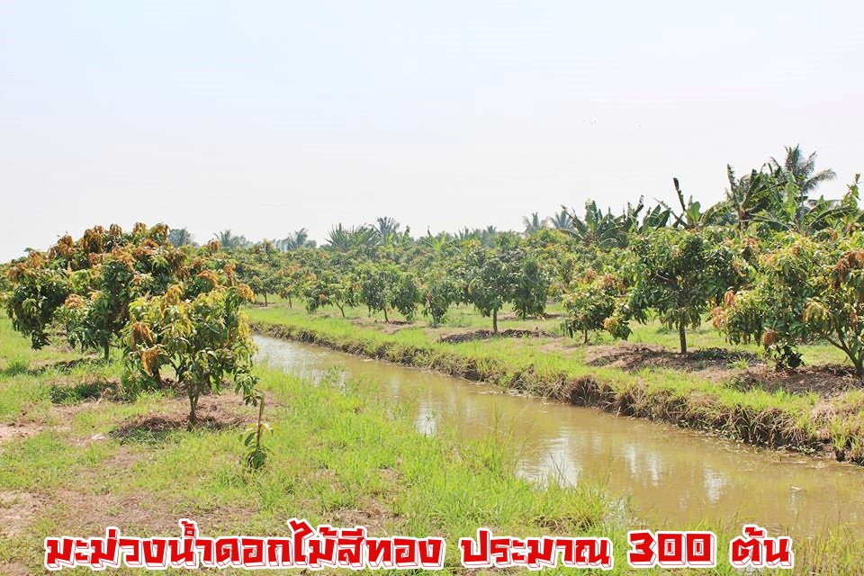 💰ขายแล้ว💰ขายสวนมะม่วงน้ำดอกไม้สีทอง ใกล้คลองชลประทาน ติดถนนราดยาง อ.เมือง จ.สุพรรบุรี เนื้อที่ 3 ไร่ 75 ตรว ขายยกแปลง 1,750,000 บาท (พร้อมค่าโอน) มะม่วงน้ำดอกไม้สีทอง ประมาณ 300 ต้น มะม่วง 5 ปี หน้ากว้างติดถนน 30 เมตร ลึก 200 เมตร