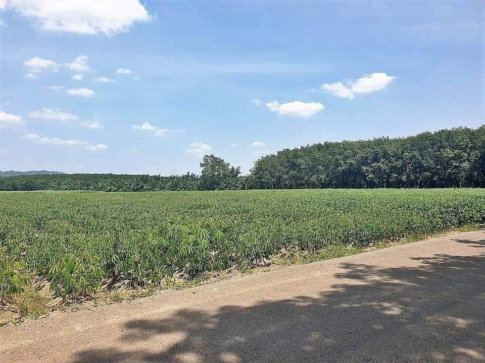 👼ติดทรัพย์👼ขายที่แปลงสวย อ.หนองใหญ๋ จ.ชลบุรี เนื้อที่ 48 ไร่ ขายยกแปลง 38,500,000 บ ต.หนองใหญ่ อ.หนองใหญ่ จ.ชลบุรี ด้านหน้าติดถนนเทศบาล ท 601 หน้ากว้าง 255 เมตร ลึก 400 เมตร ที่สวยมาก วิวทิวทัศน์สวยงาม บรรยากาศดี วิวภูเขา