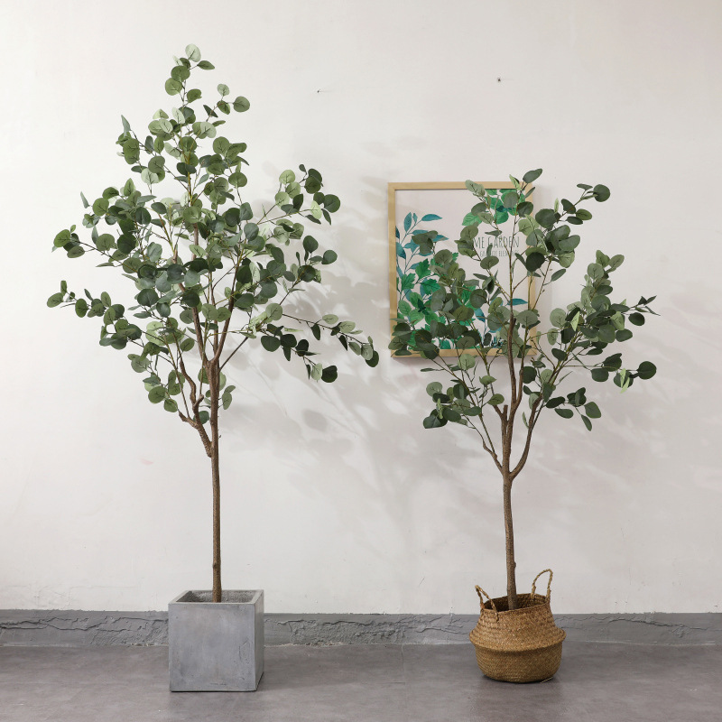 ต้นยูคาลิปตัส ใบกลม Eucalyptus Tree