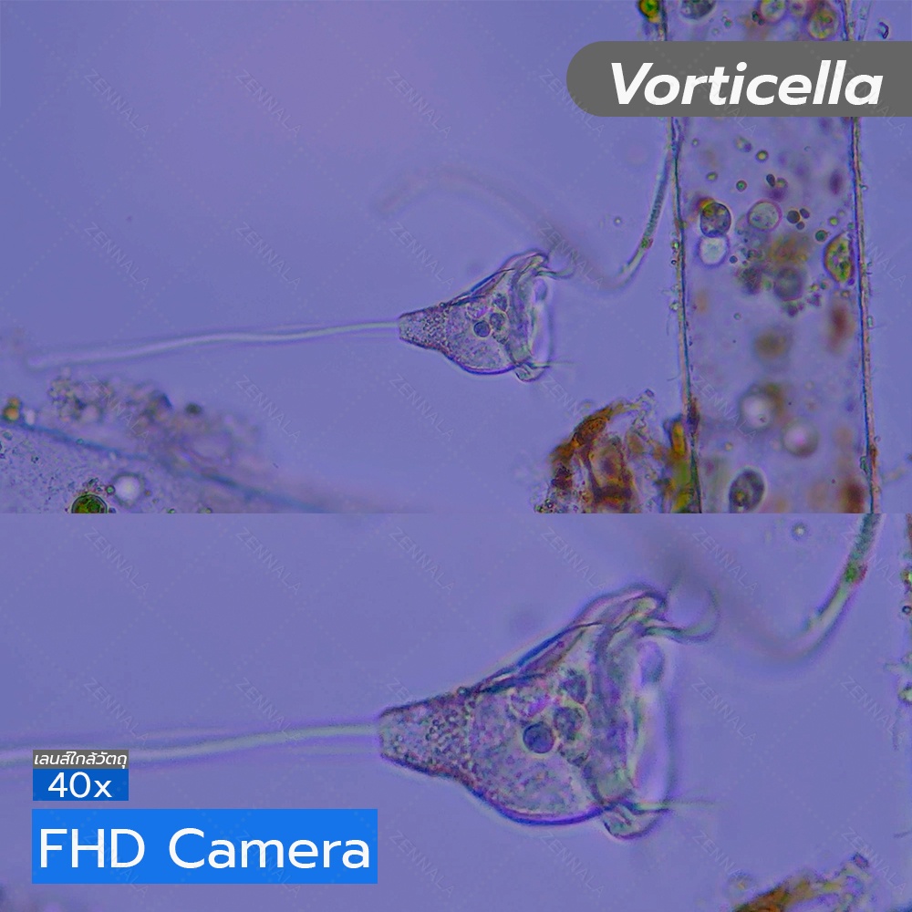 กล้องจุลทรรศน์ Trinocular 2000x ระบบ Infinity มีช่องต่อกล้อง ต่อจอเสริม รุ่น CM2000