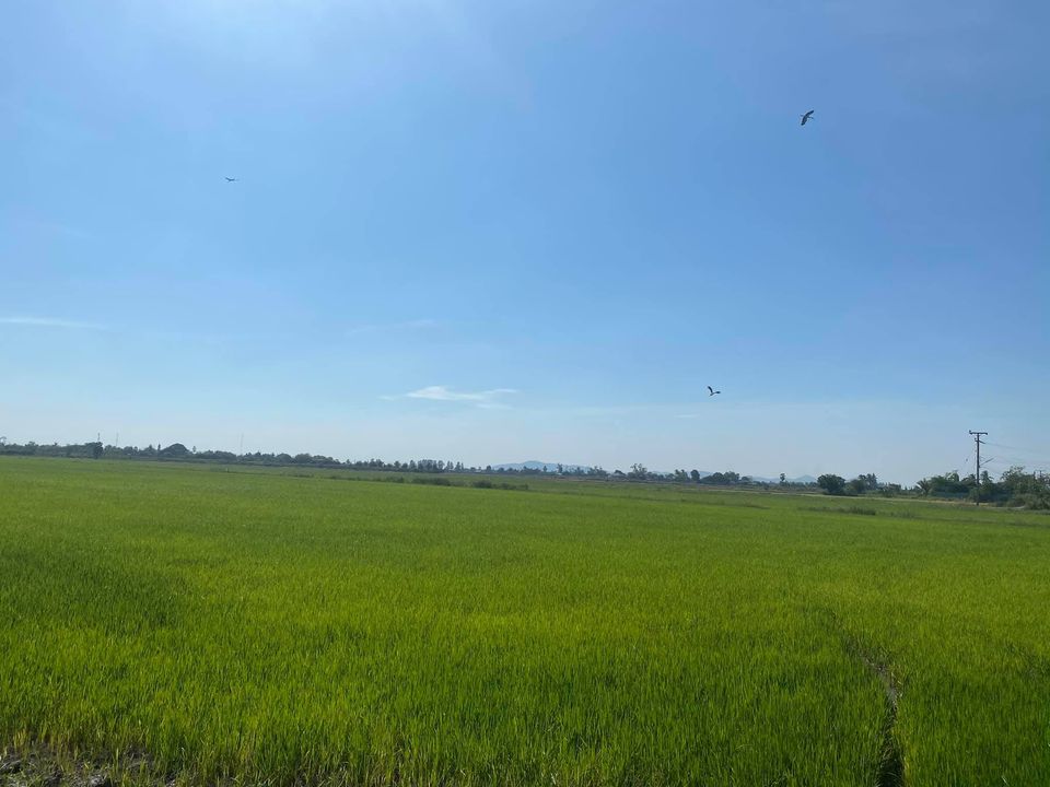 💰ขายแล้ว💰ขายที่ดินติดถนนลาดยาง อ.เมือง จ.สุพรรณบุรี 4 ไร่ 56 ตรว ทำเลดี ที่สวย บรรยากาศดี วิวทิวทัศน์สวยงาม ขายยกแปลง 1,800,000 บ. ติดถนนทางสาธารณประโยชน์ ลาดยาง 2 ด้าน