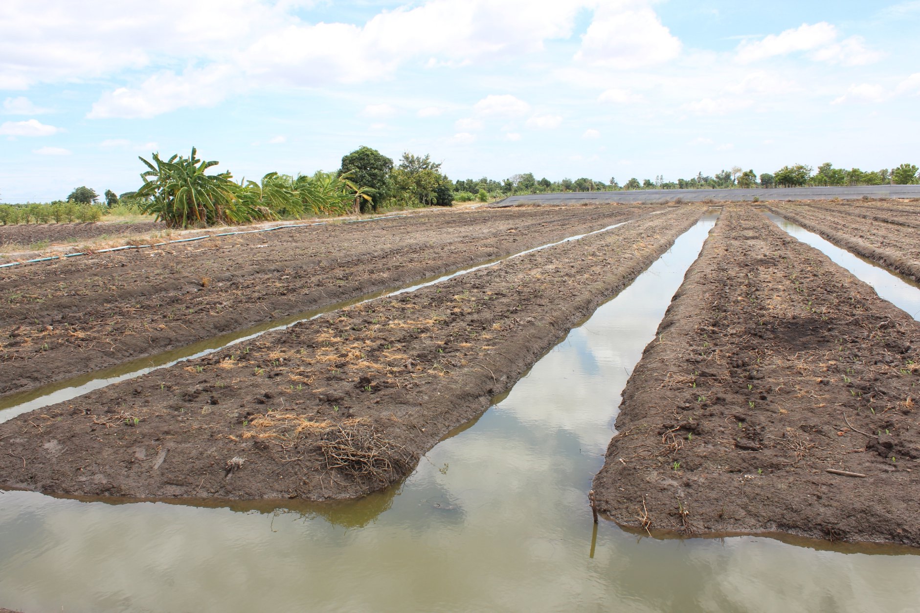 🍄ติดทรัพย์🍄ขายที่ดิน อ.อู่ทอง สุพรรณบุรี ใกล้สวนสวรรค์ ตลาดสีเขียวสุพรรณบุรี 37 ไร่ 1 งาน 93 ตรว ขายยกแปลง 9 ล้าน สถานที่ท่องเที่ยวชมพืชพันธุ์ดอกไม้ ทุ่งทานตะวัน มีถนนตัดผ่านรอบพื้นที่ ทำทางถนนรอบที่ ให้เรียบร้อย มีบ่อบาดาลในที่ 2 บ่อ มีคล
