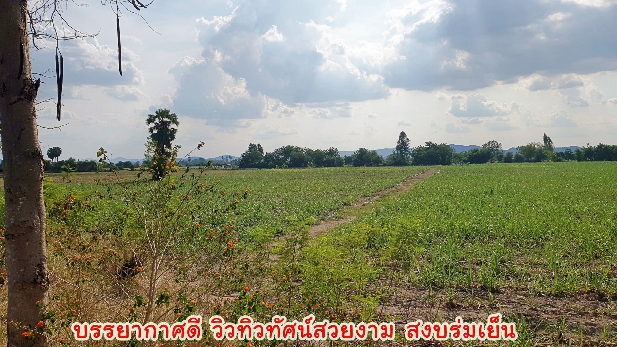 ขายที่ดินทำเลดี ติดถนนทางหลวง 333 อู่ทอง-สระกระโจม เนื้อที่ 97 ไร่ 3 งาน 27 ตรว ไร่ละ 260,000 บ. มีโครงการจะขยาย 4 เลน หน้ากว้างติดถนน 208 เมตร มีทางสาธารณะรอบที่