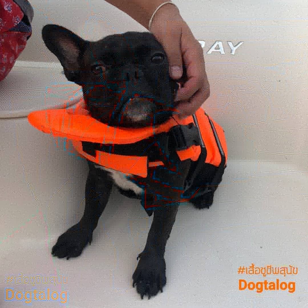 เสื้อชูชีพสุนัข Dogtalog แบบมีรองคอถอดได้ : สีส้ม