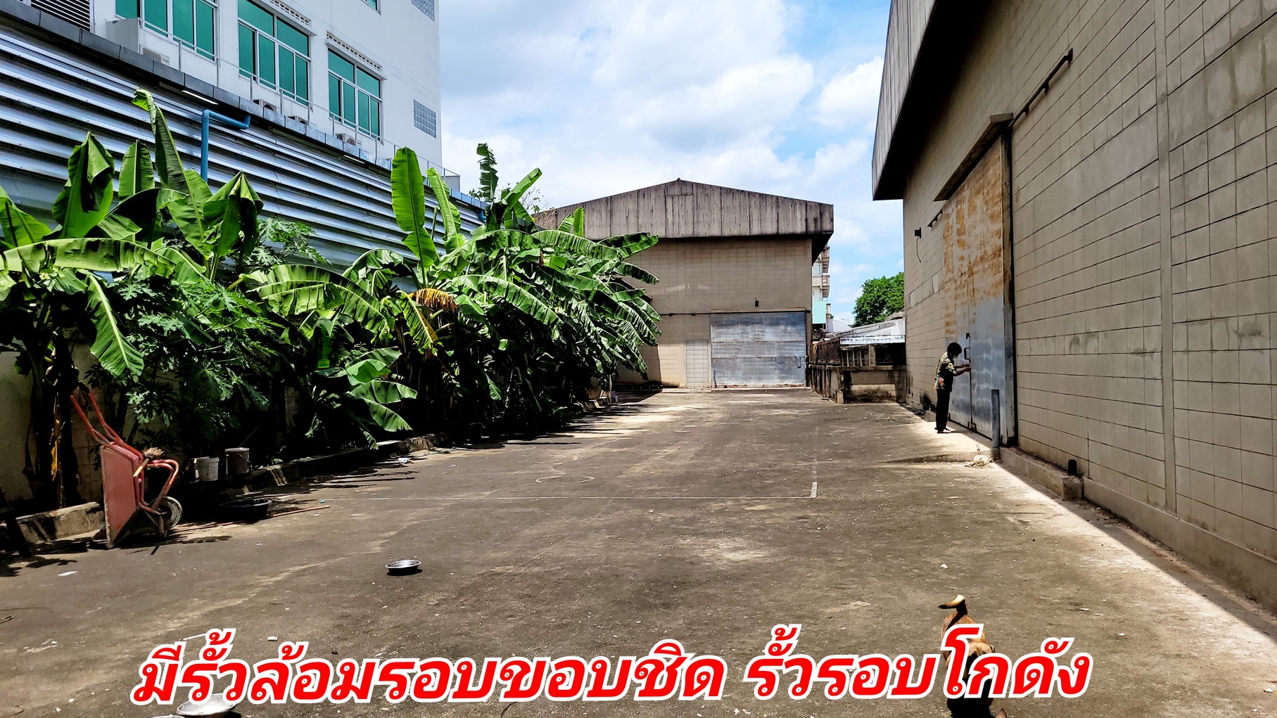🧧ติดทรัพย์🧧ขายที่ดินพร้อมโกดัง พระราม 2 บางขุนเทียน เนื้อที่ 1 ไร่ 3 งาน 3 ตารางวา ขายยกแปลงพร้อมสิ่งปลูกสร้าง 37,500,000 บ. (พื้นที่สีส้ม) รวมพื้นที่ใข้สอย ทั้ง 2 โกดัง 1,140 ตรม หน้ากว้างติดถนนในซอย 50 เมตร ถนนซอยกว้าง เทพื้นค
