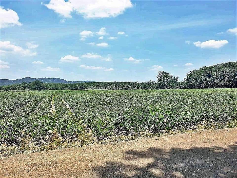 👼ติดทรัพย์👼ขายที่แปลงสวย อ.หนองใหญ๋ จ.ชลบุรี เนื้อที่ 48 ไร่ ขายยกแปลง 38,500,000 บ ต.หนองใหญ่ อ.หนองใหญ่ จ.ชลบุรี ด้านหน้าติดถนนเทศบาล ท 601 หน้ากว้าง 255 เมตร ลึก 400 เมตร ที่สวยมาก วิวทิวทัศน์สวยงาม บรรยากาศดี วิวภูเขา