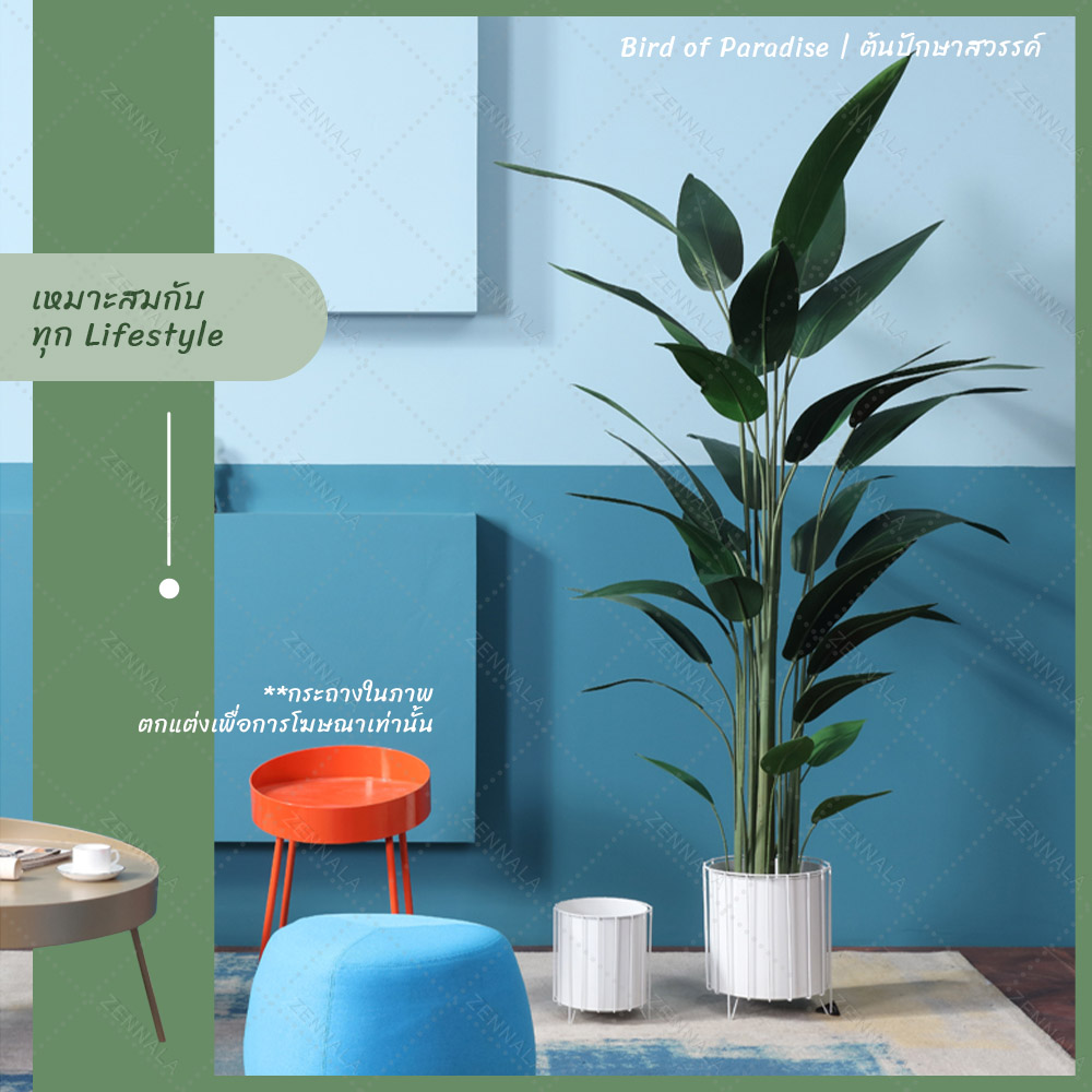 ต้น Bird of Paradise ต้นปักษาสวรรค์ พร้อมกระถางดำ มี 2 ไซส์ให้เลือก