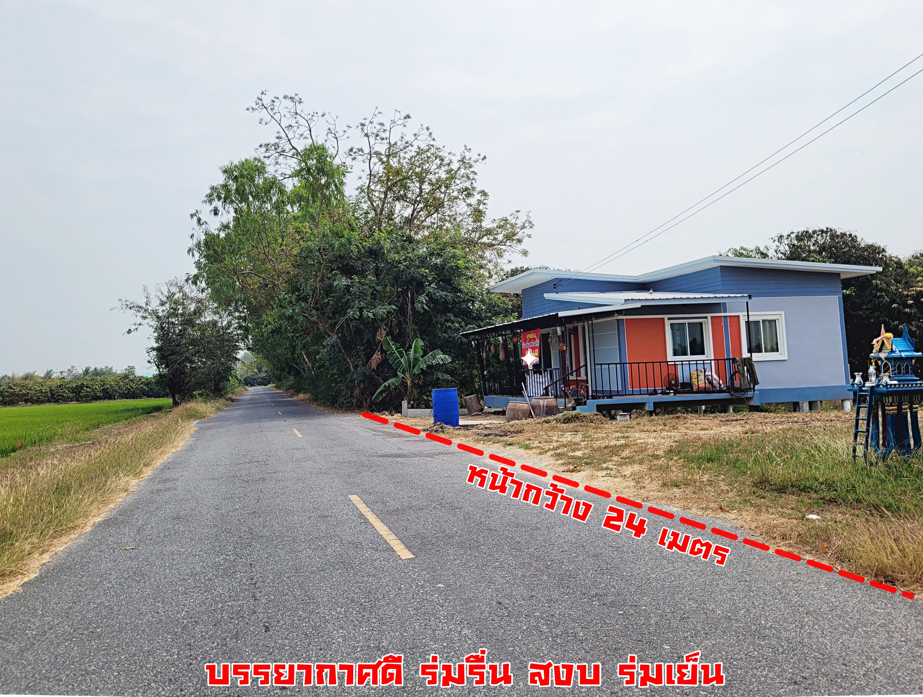 💰ขายแล้ว💰ขายบ้านเดี่ยวบ้านสวน พร้อมสวนมะม่วงน้ำดอกไม้สีทอง เนื้อที่ 2 ไร่ 3 งาน 72 ตรว ต.สนามคลี อ.เมือง จ.สุพรรณบุรี . ติดถนนลาดยาง หน้ากว้าง 24 เมตร ลึกยาว 200 เมตร 🍁มะม่วงน้ำดอกไม้สีทองประมาณ 250 ต้น อา