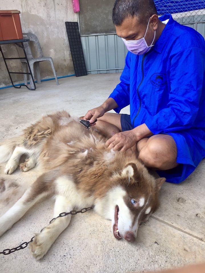 Dogtalog Groomer Apparel เสื้อคลุมผ้าร่ม เสื้อคลุมตัดขน เสื้อคลุมช่าง เสื้อคลุมกันเปื้อน สีน้ำเงิน