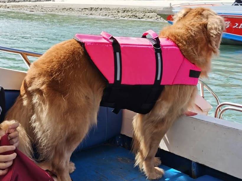 เสื้อชูชีพสุนัข Dogtalog เบอร์ XXL