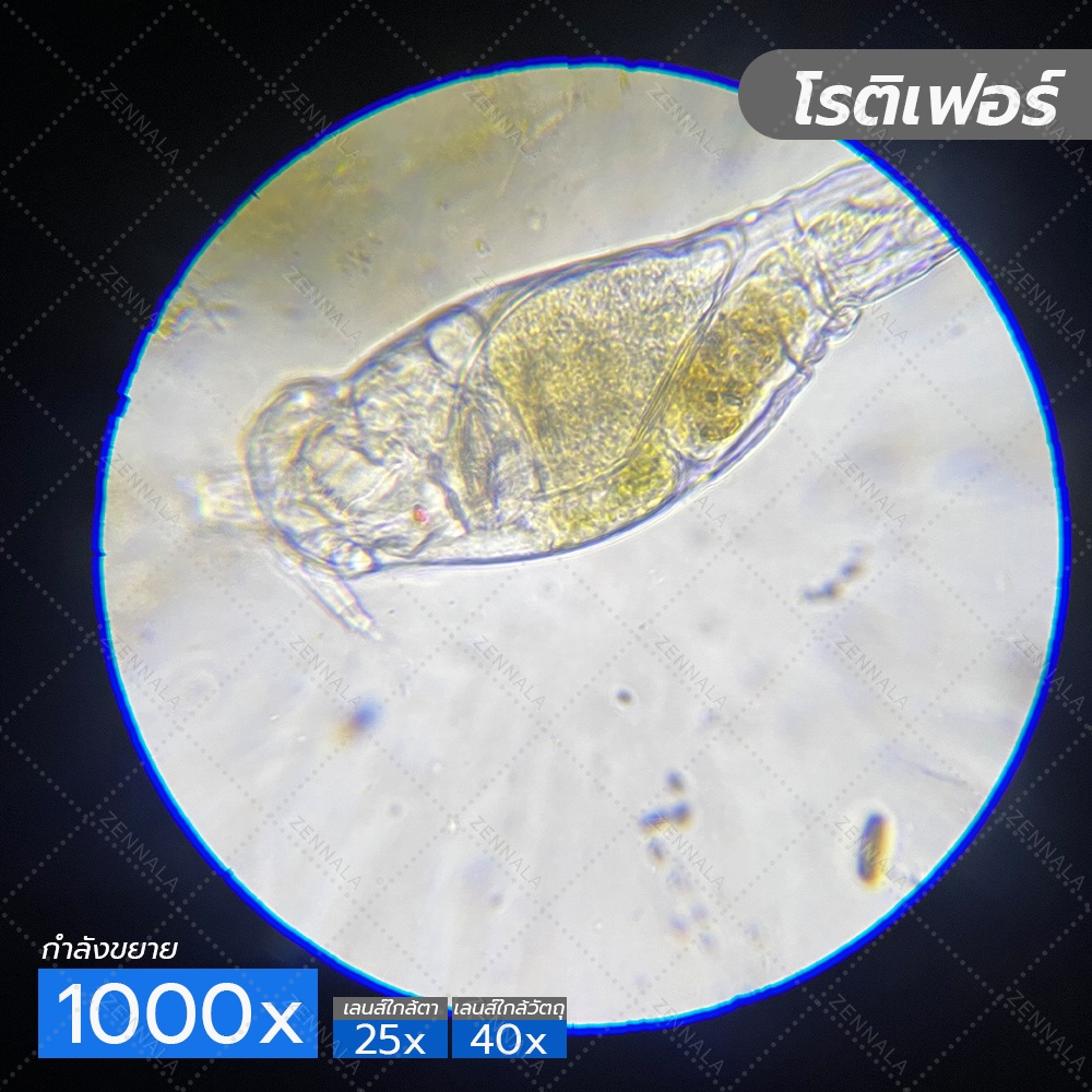 กล้องจุลทรรศน์ 2 ตา Trinocular 2500x มีช่องต่อกล้อง ต่อจอเสริม รุ่น BX25