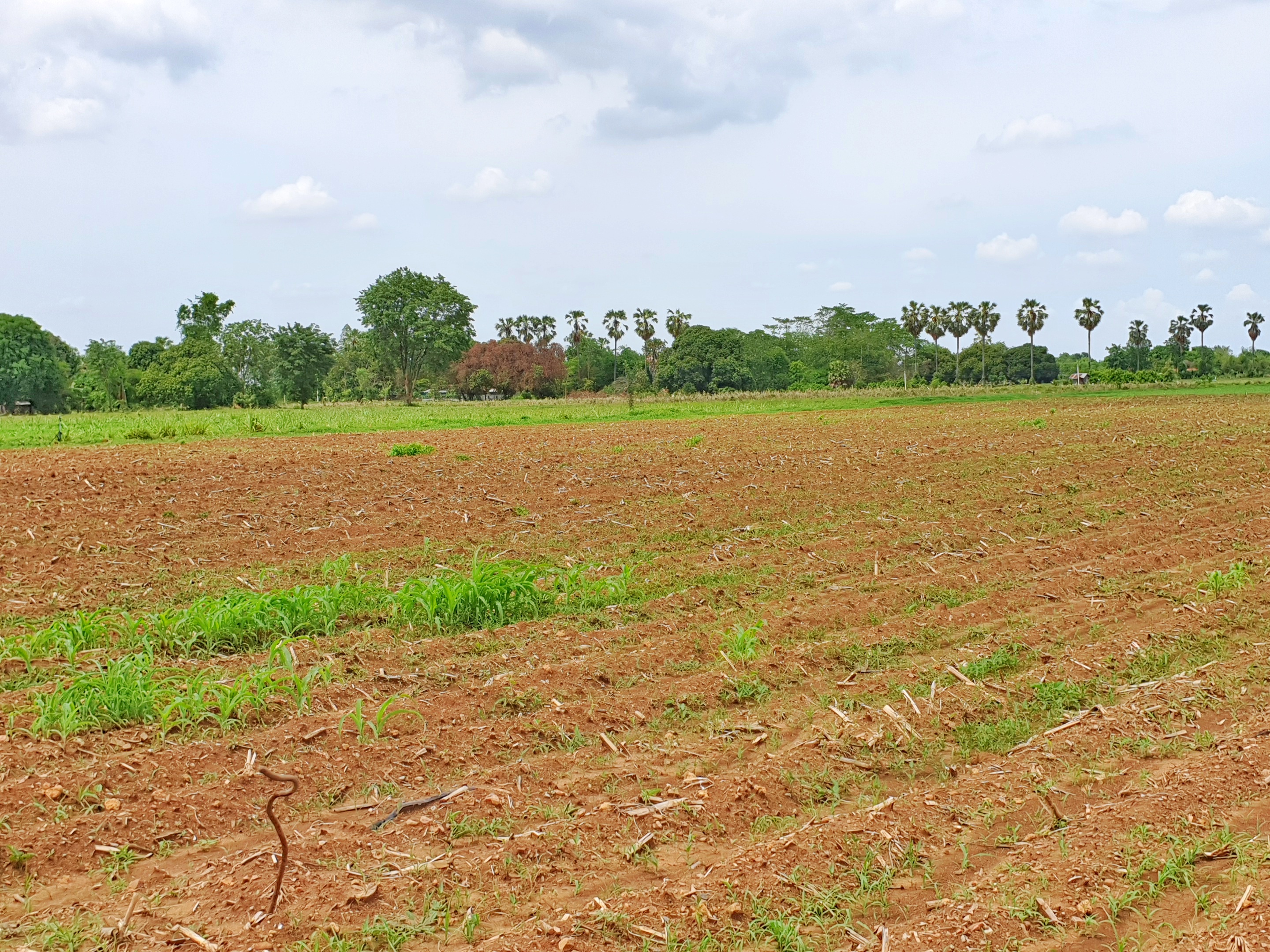 💰ขายแล้ว💰ขายที่ดินติดถนนลาดยาง วิวภูเขา อ.อู่ทอง จ. สุพรรณบุรี เนื้อที่ 9-3-18 ไร่ ขายไร่ละ 2.5 แสน ที่สวยบรรยากาศดี วิวทิวทัศน์สวยงาม ใกล้แหล่งชุมชน น้ำไฟเข้าถึง