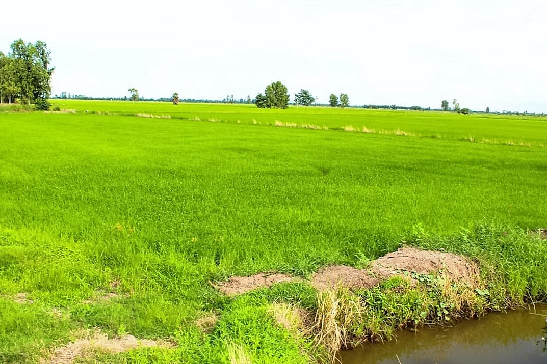 💰ขายแล้ว💰ที่ดินแปลงสวย เนื้อที่ 2-1-55 ไร่ ติดถนนทางหลวง 333 อ.อู่ทอง จ.สุพรรณบุรี น้ำท่าอุดมสมบูรณ์ ไฟฟ้า 3 เฟส