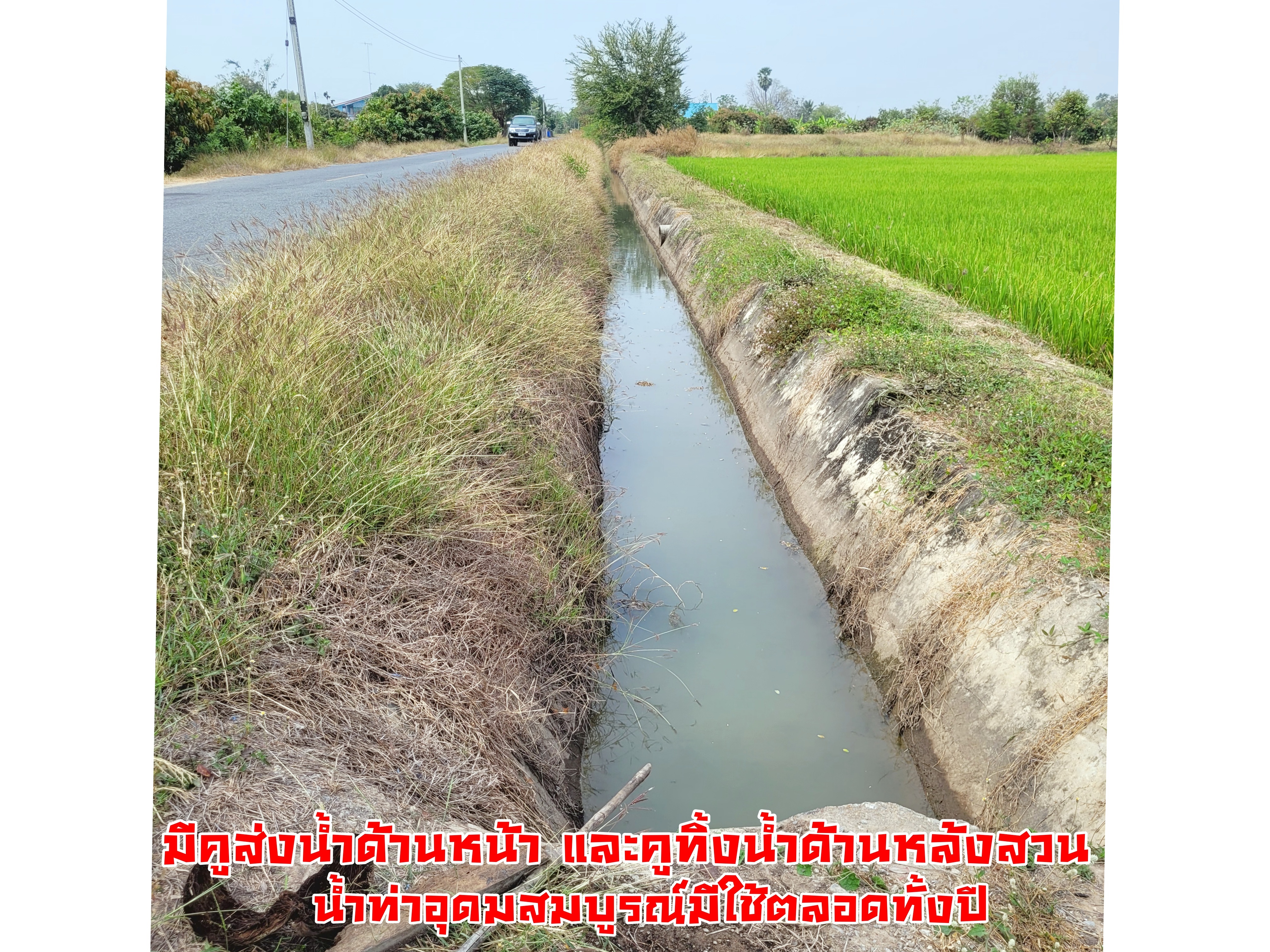 💰ขายแล้ว💰ขายบ้านเดี่ยวบ้านสวน พร้อมสวนมะม่วงน้ำดอกไม้สีทอง เนื้อที่ 2 ไร่ 3 งาน 72 ตรว ต.สนามคลี อ.เมือง จ.สุพรรณบุรี . ติดถนนลาดยาง หน้ากว้าง 24 เมตร ลึกยาว 200 เมตร 🍁มะม่วงน้ำดอกไม้สีทองประมาณ 250 ต้น อา