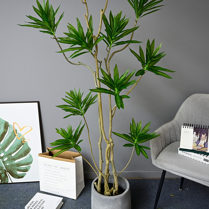 ต้น Llly Bamboo 140cm. / 160cm.